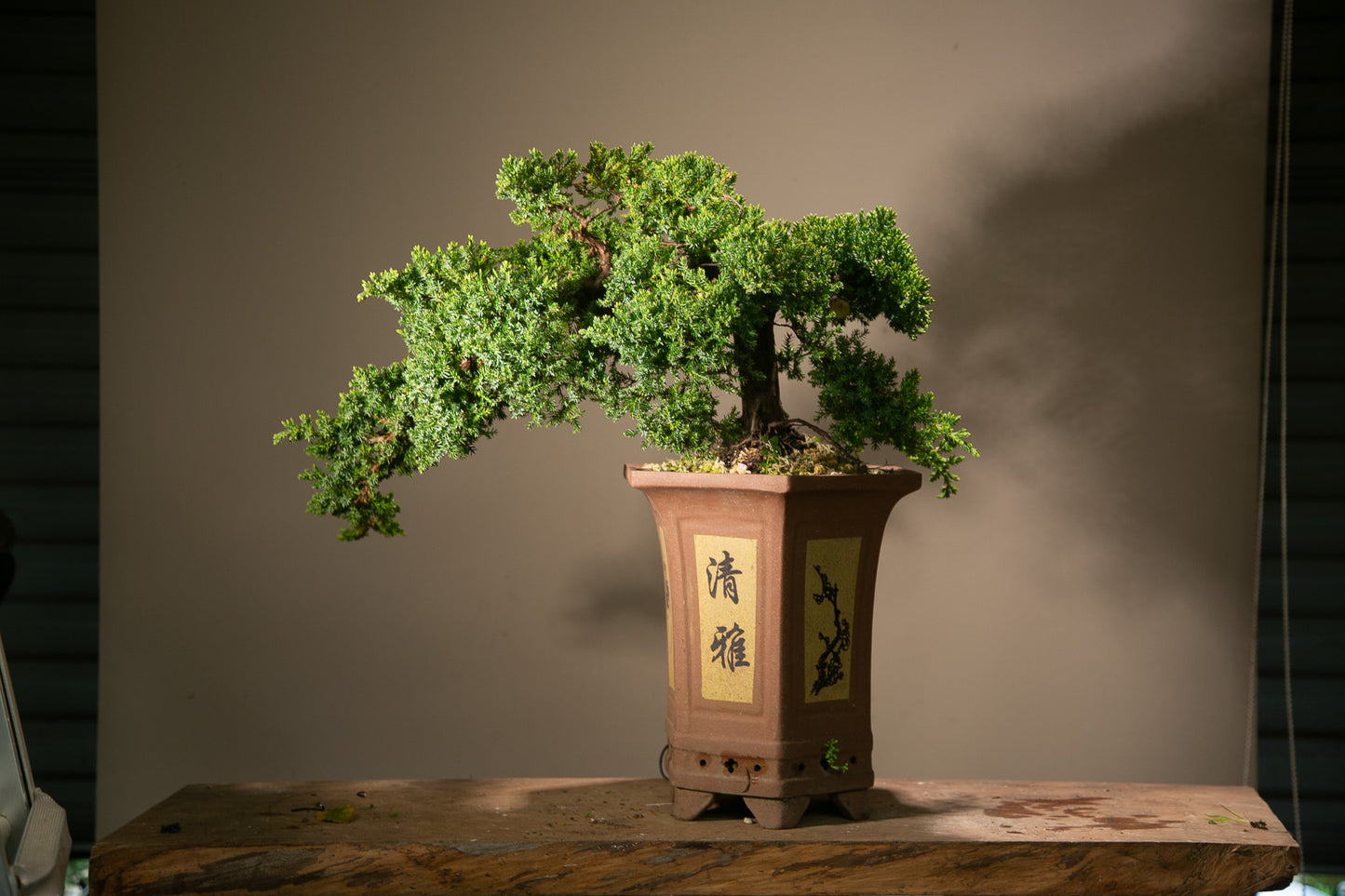 Old Juniper bonsai (LJ003)