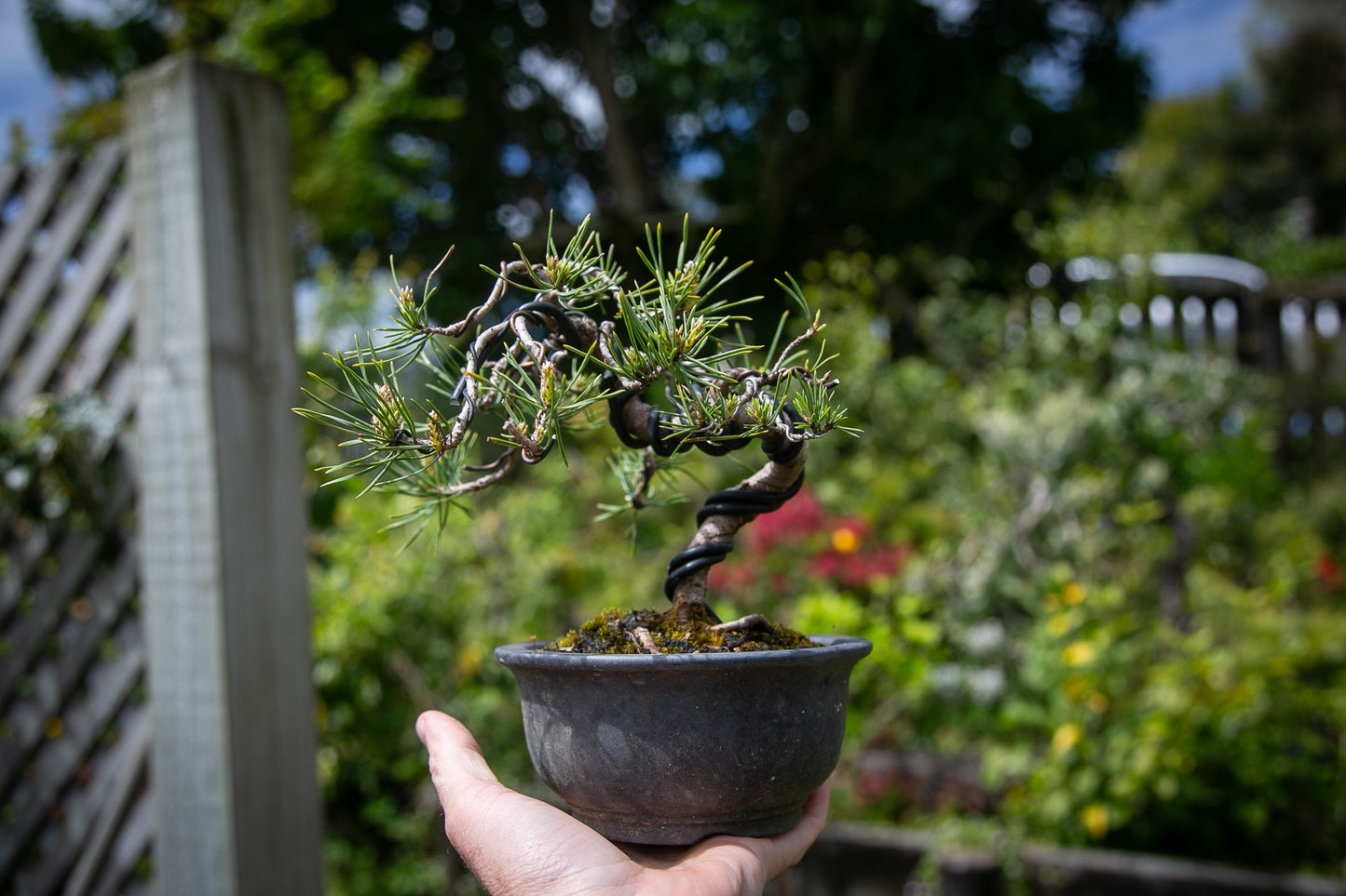 Scots Pine Bonsai (SP004)