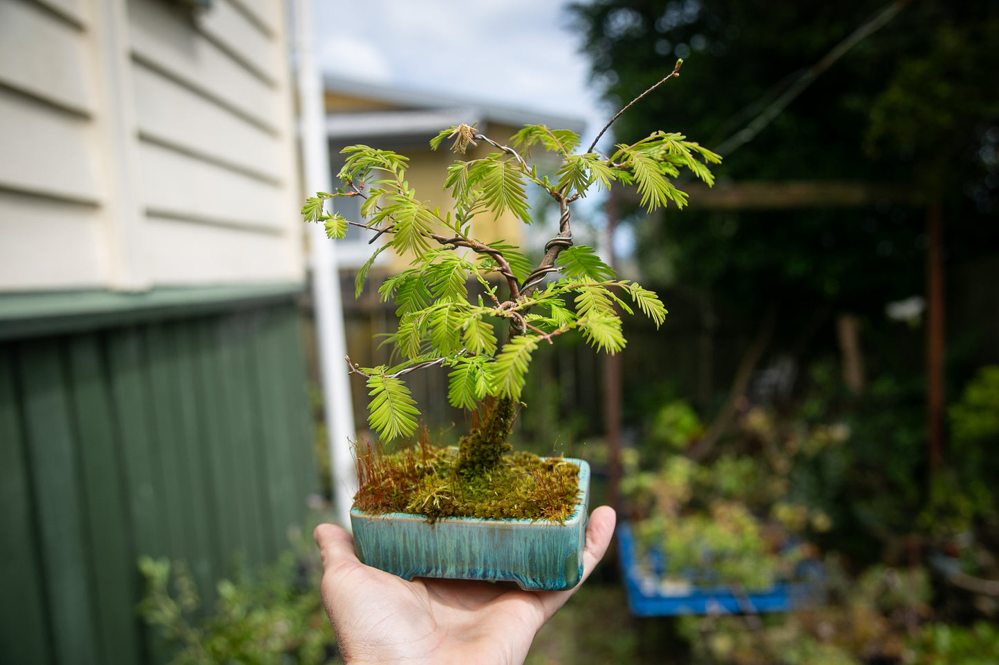 Hand holding a small potted bonsai tree with a blurred garden background