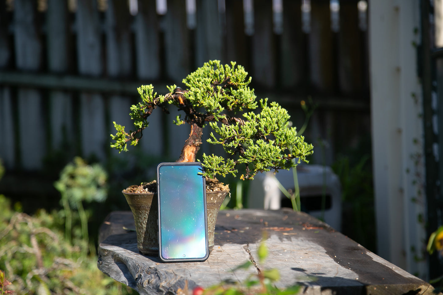 Old Juniper bonsai (LJ002)