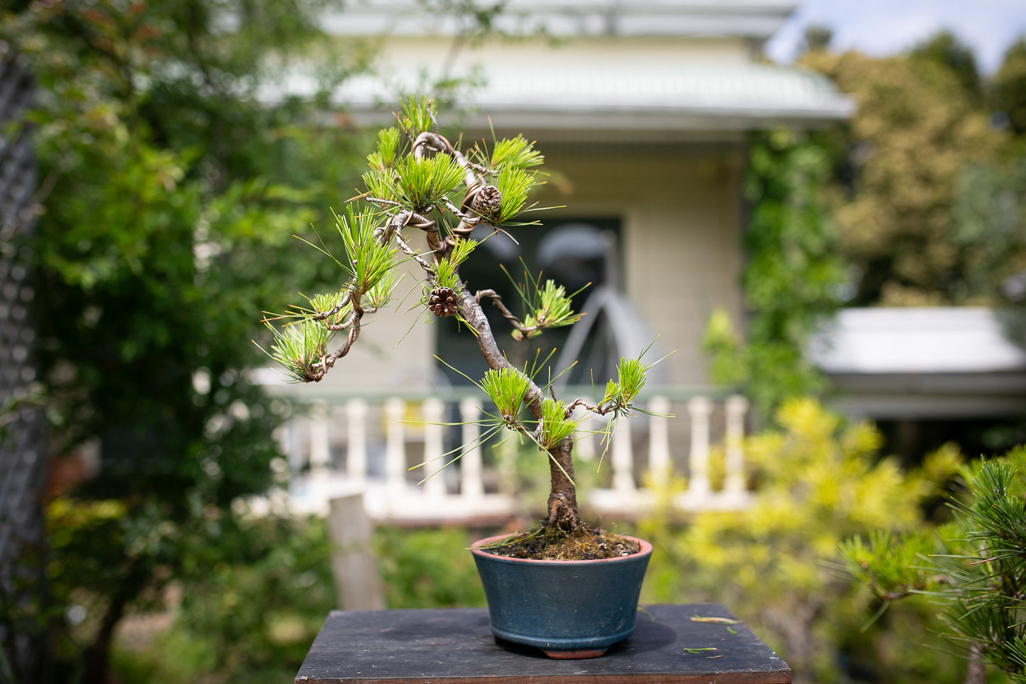 Japanese Red Pine (JRP002)