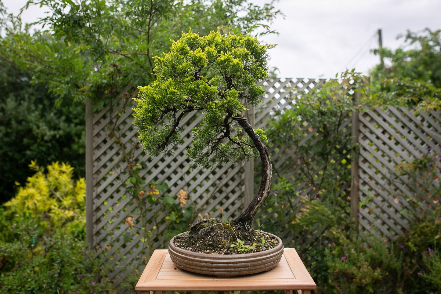 Old Juniper bonsai (LJ001)