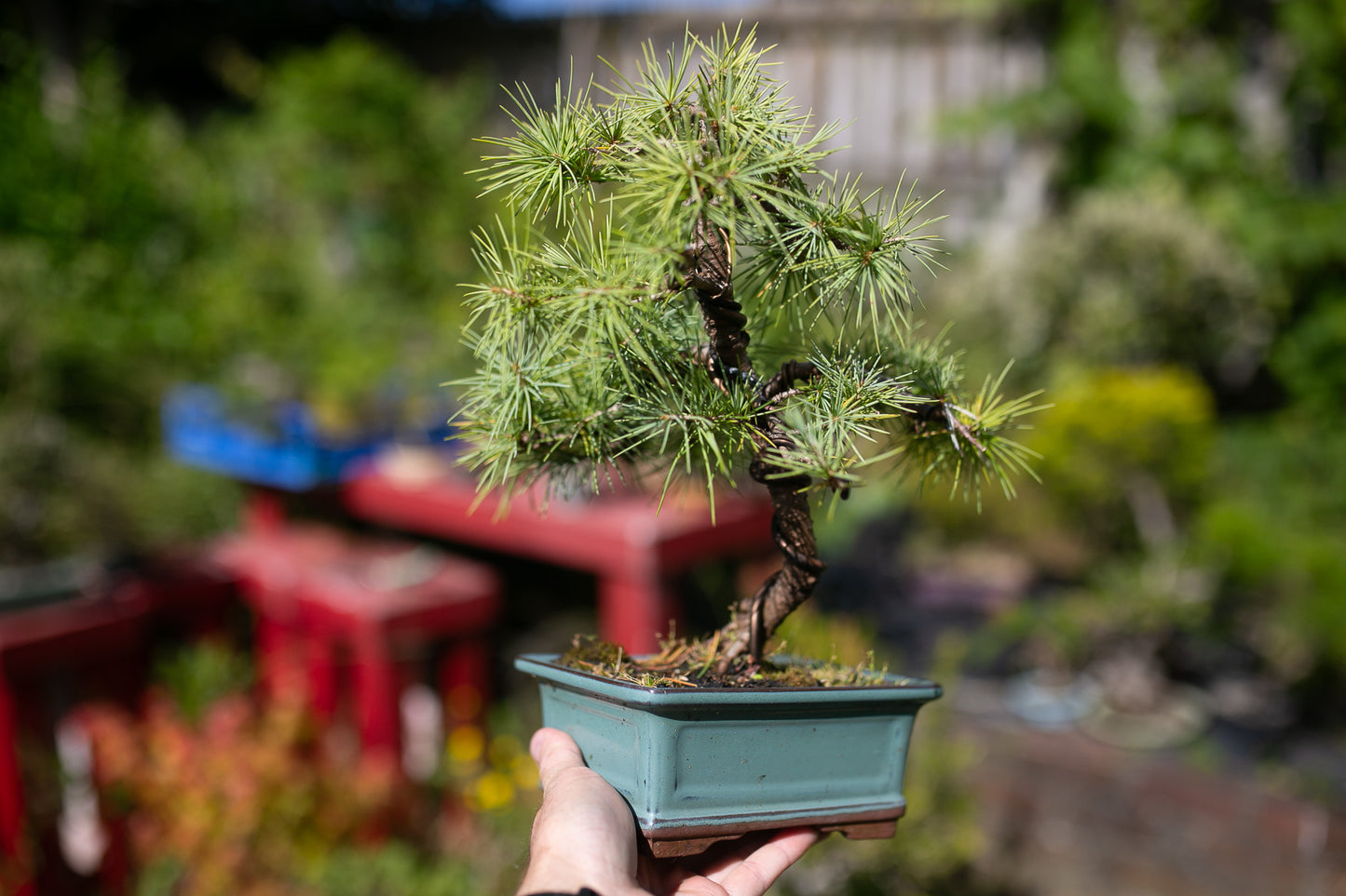 Cedar Bonsai (CB001)
