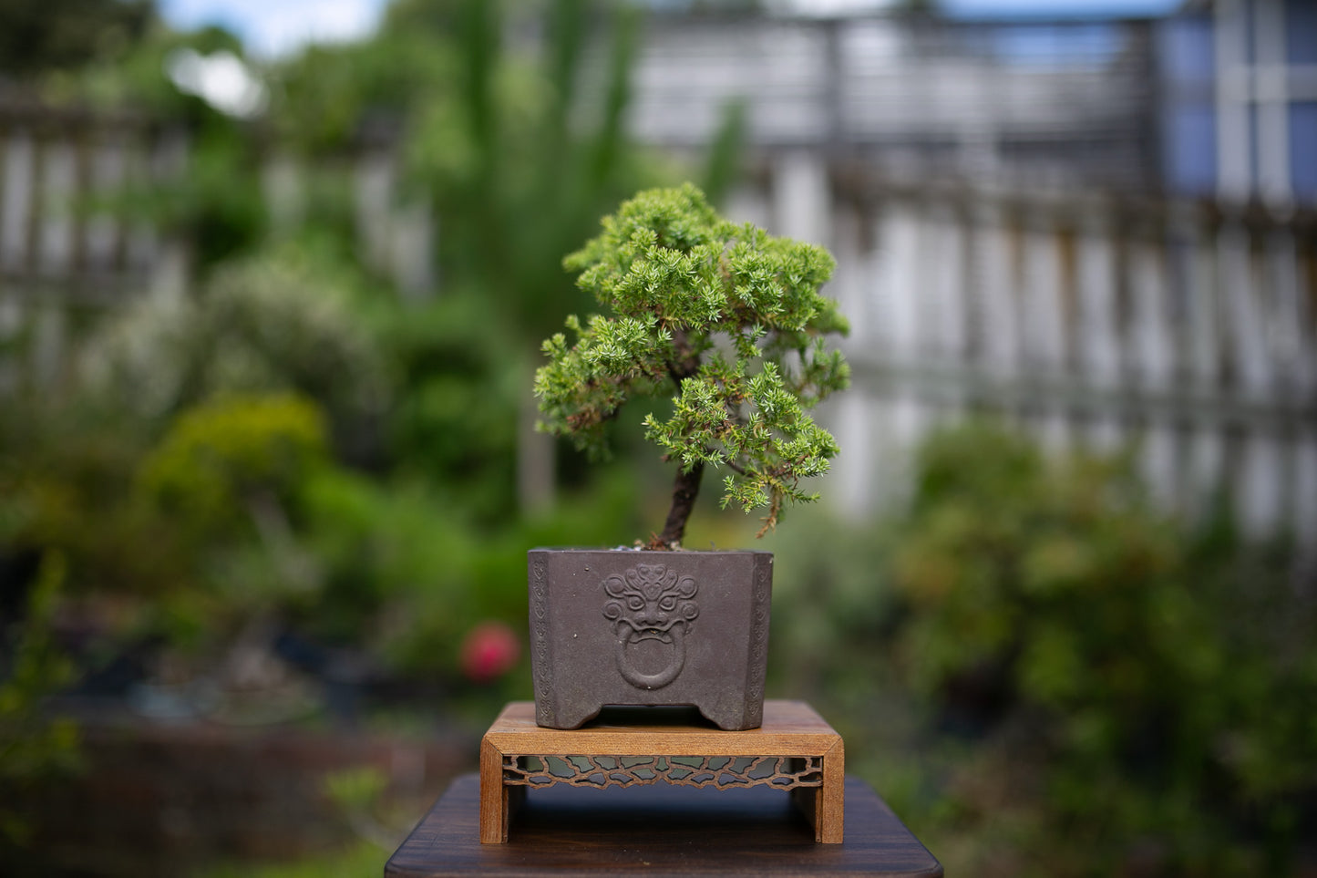Small Juniper Bonsai (SJ006)