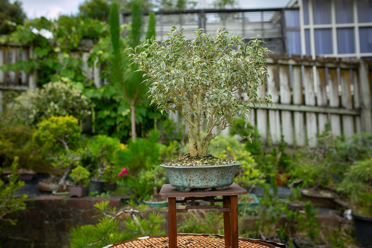 Large Ficus in NZ Ceramic (LF006)
