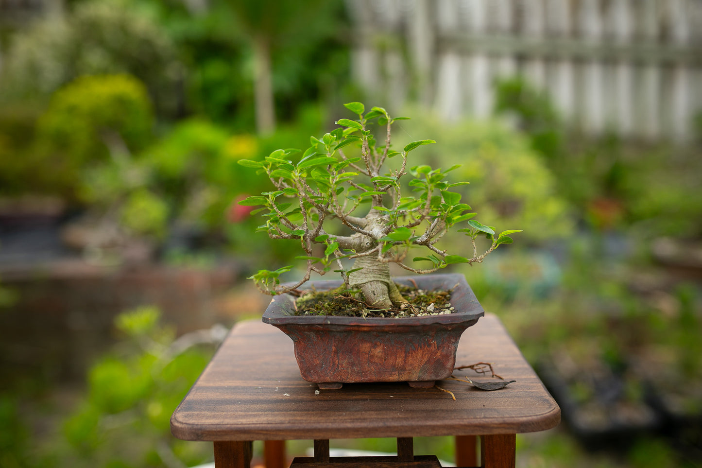 Ficus Natalensis Indoor Bonsai (FI019)