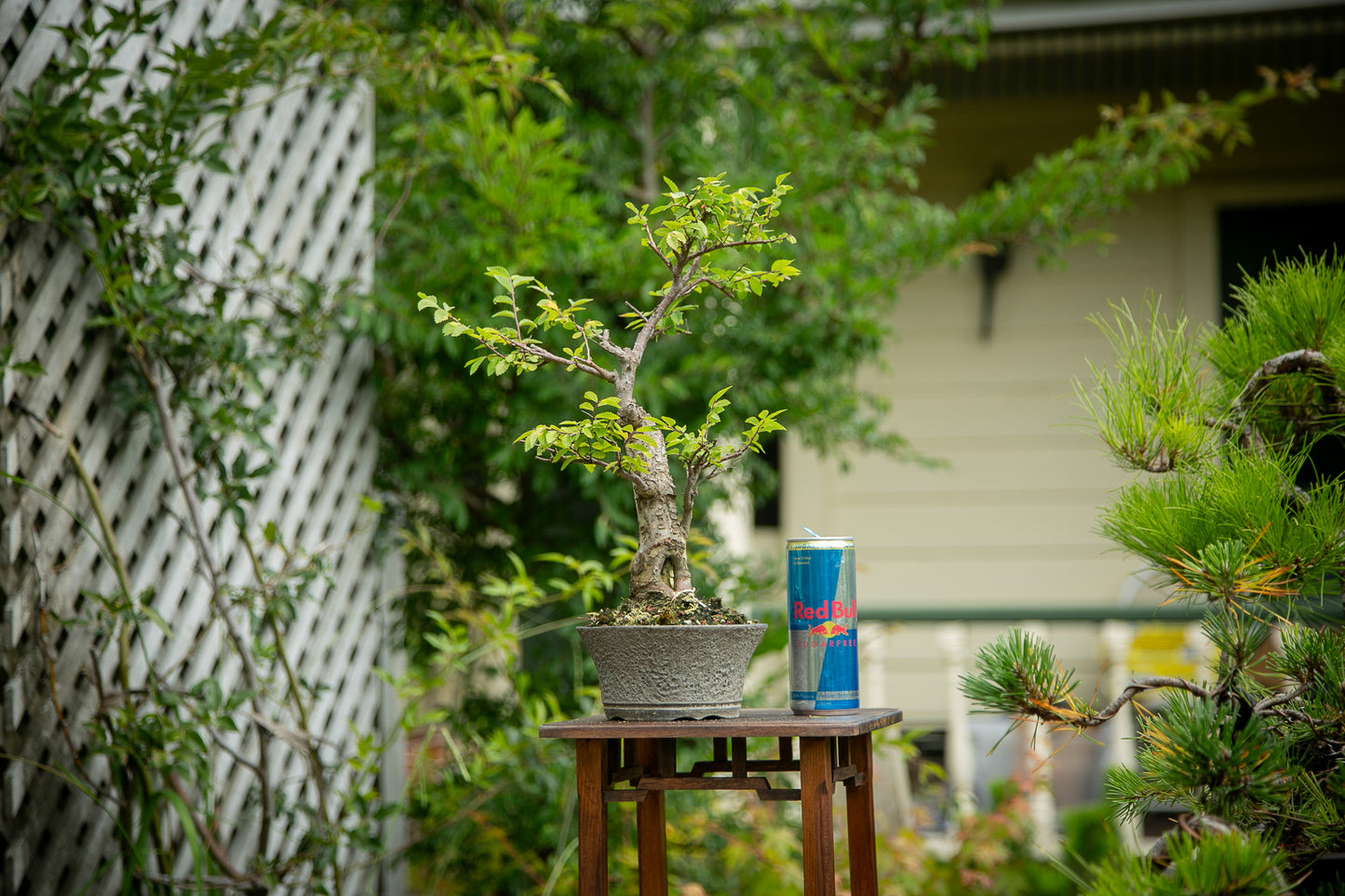 Chinese Elm in NZ Ceramic (LCE04)