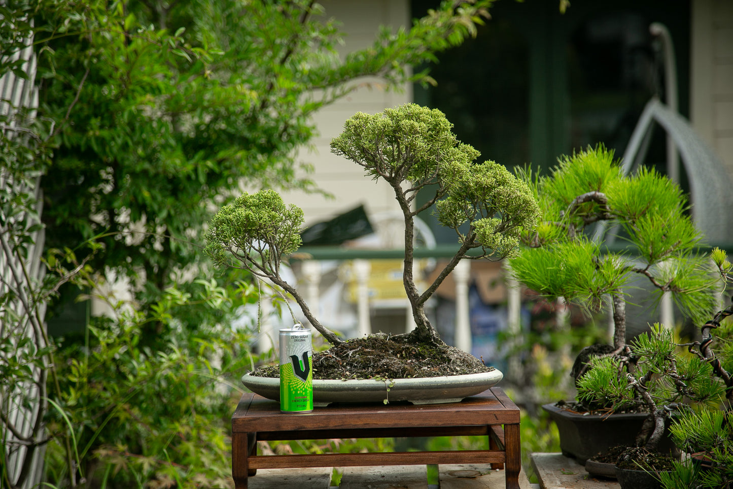 Large Juniper Planting