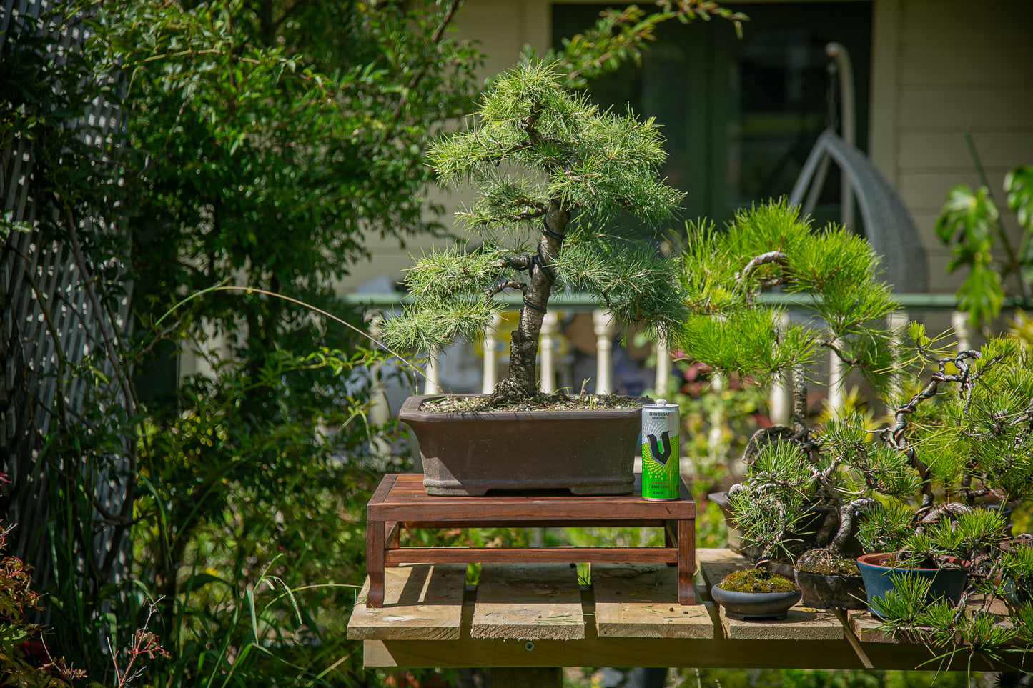 Large cedar bonsai (CB002)