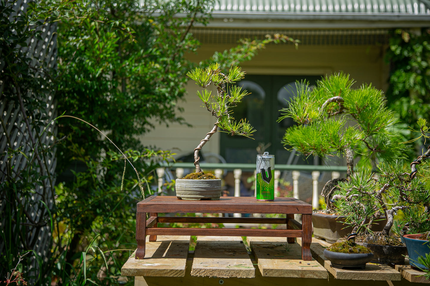 Japanese Black Pine Bonsai (JBP002)