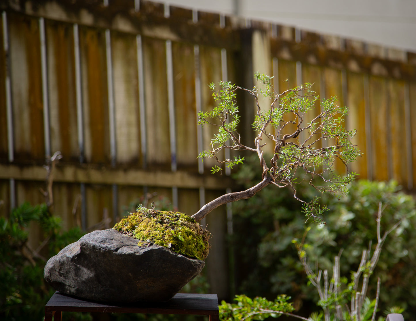 Mānuka root on rock