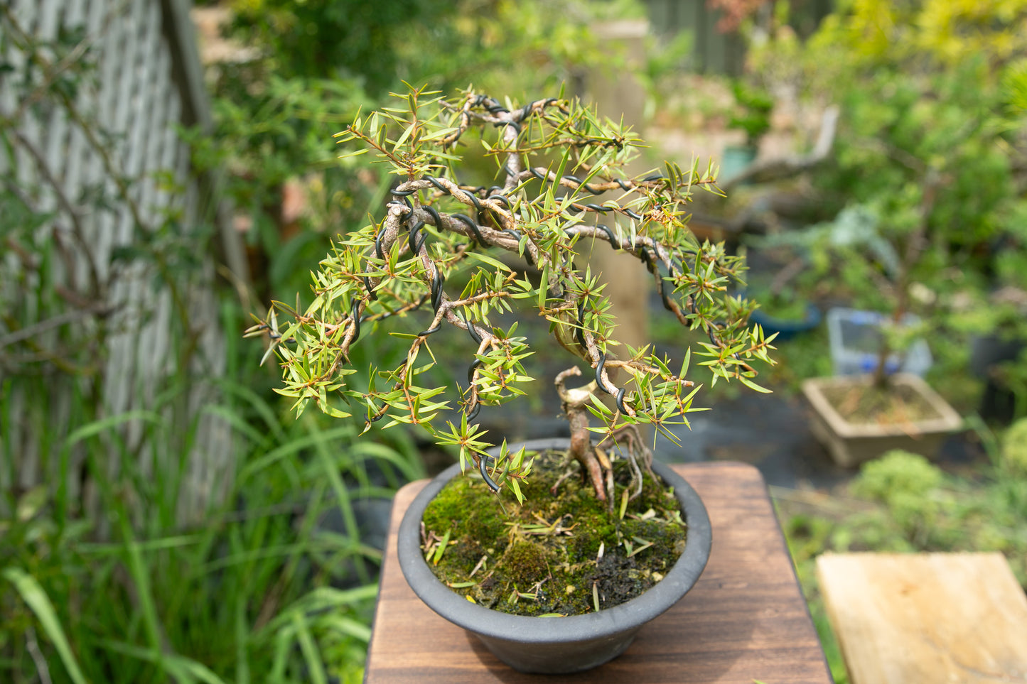 Totara bonsai (TB001)