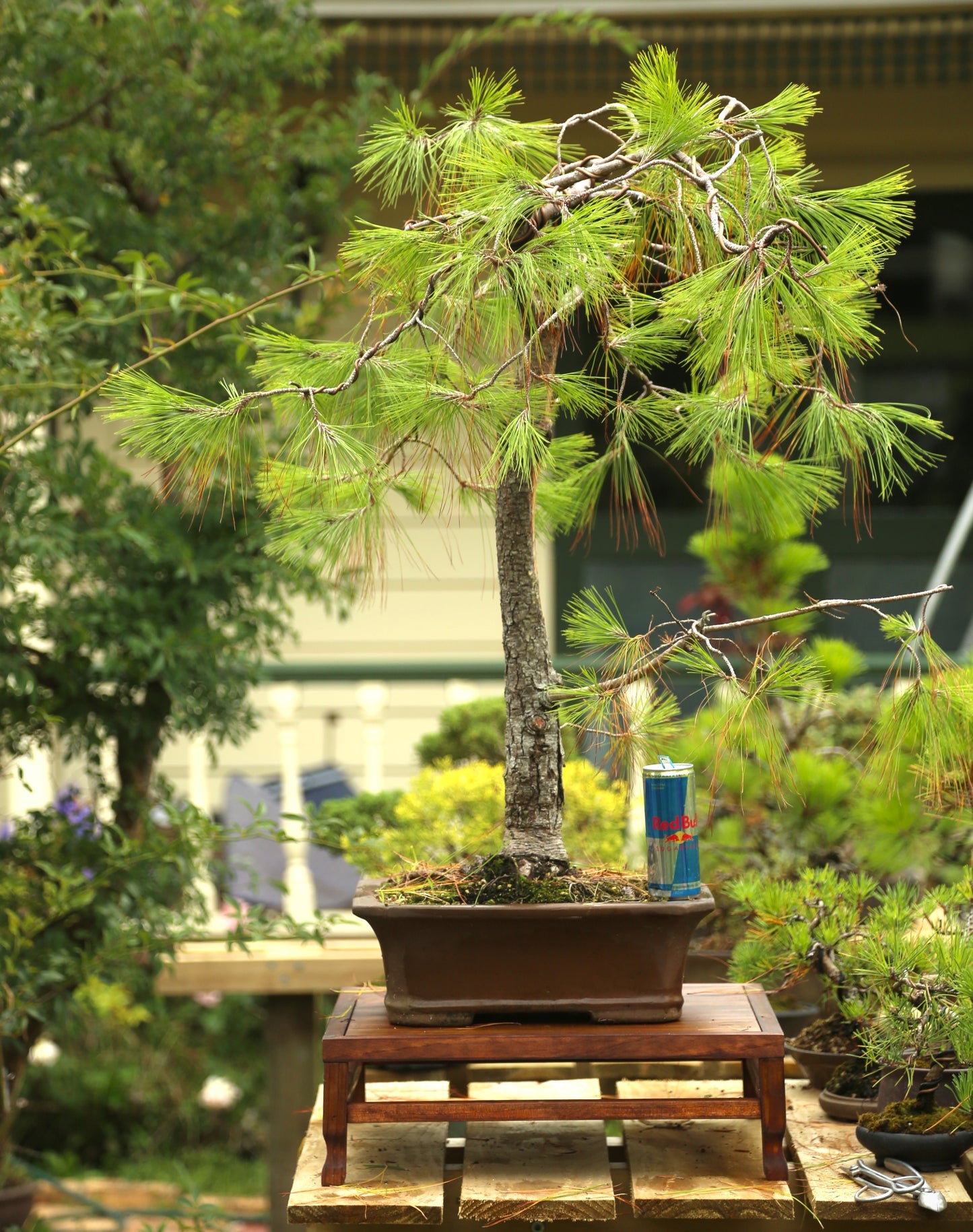 Large Mexican Weeping Pine (LP011)