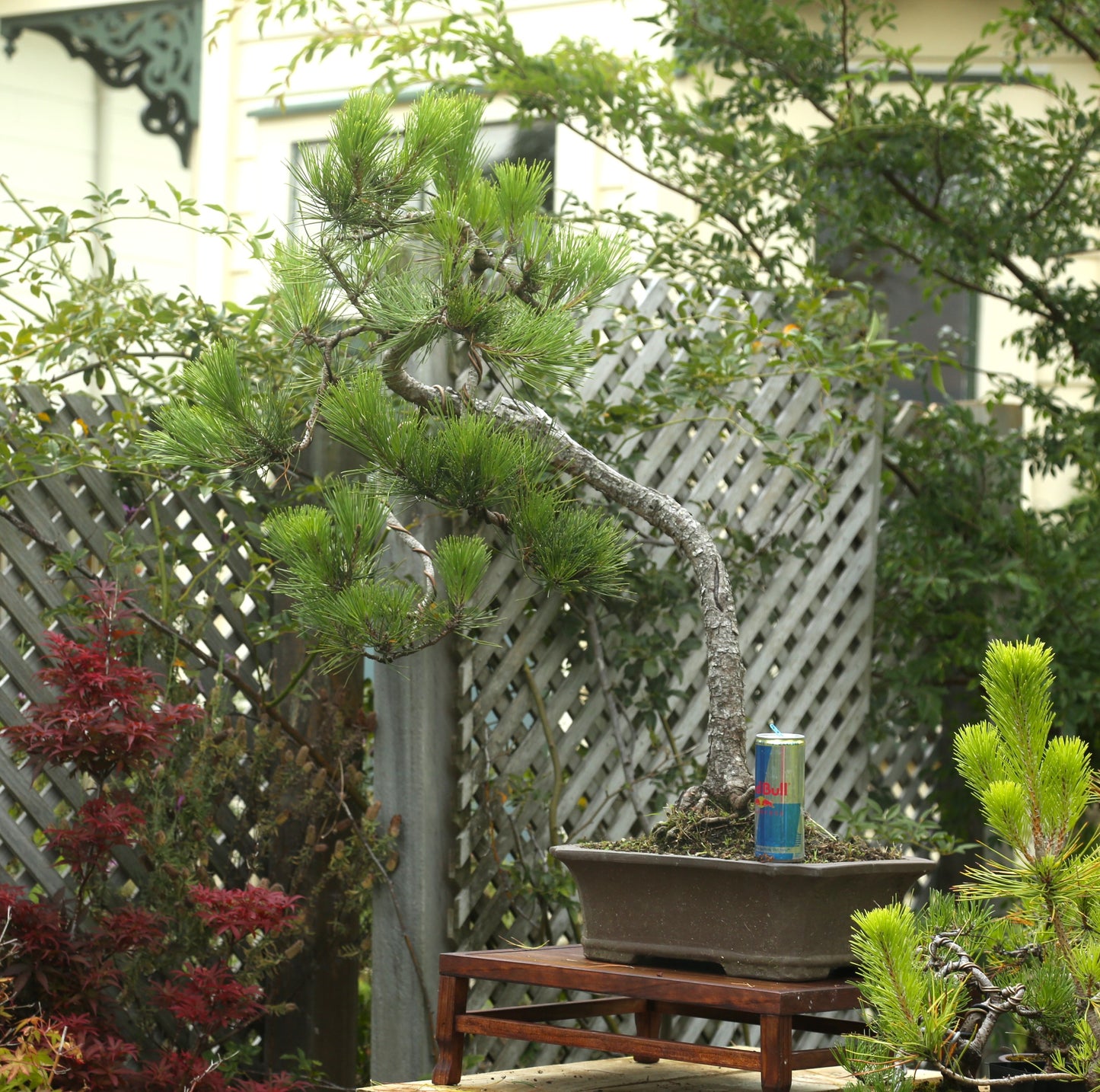 Powerful Japanese Black Pine (LP010)