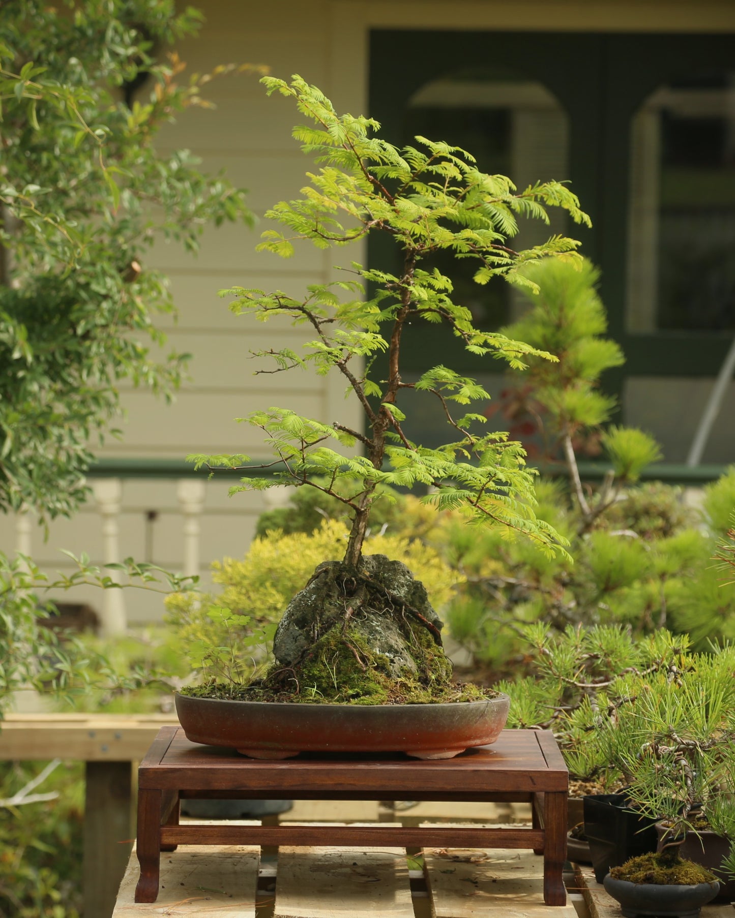 Root over rock Dawn Redwood (RDR002)