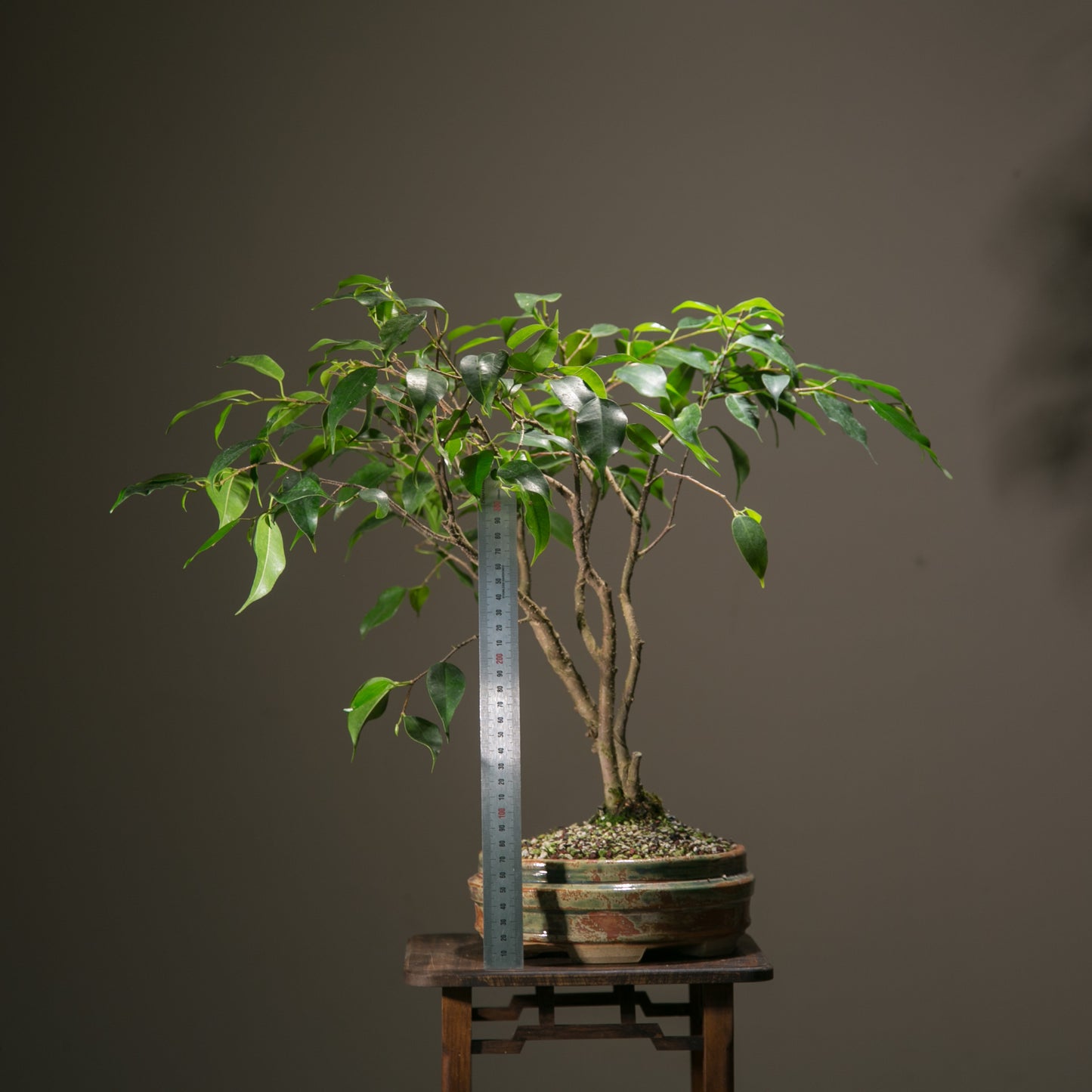 Ficus in NZ made ceramic (LF007)