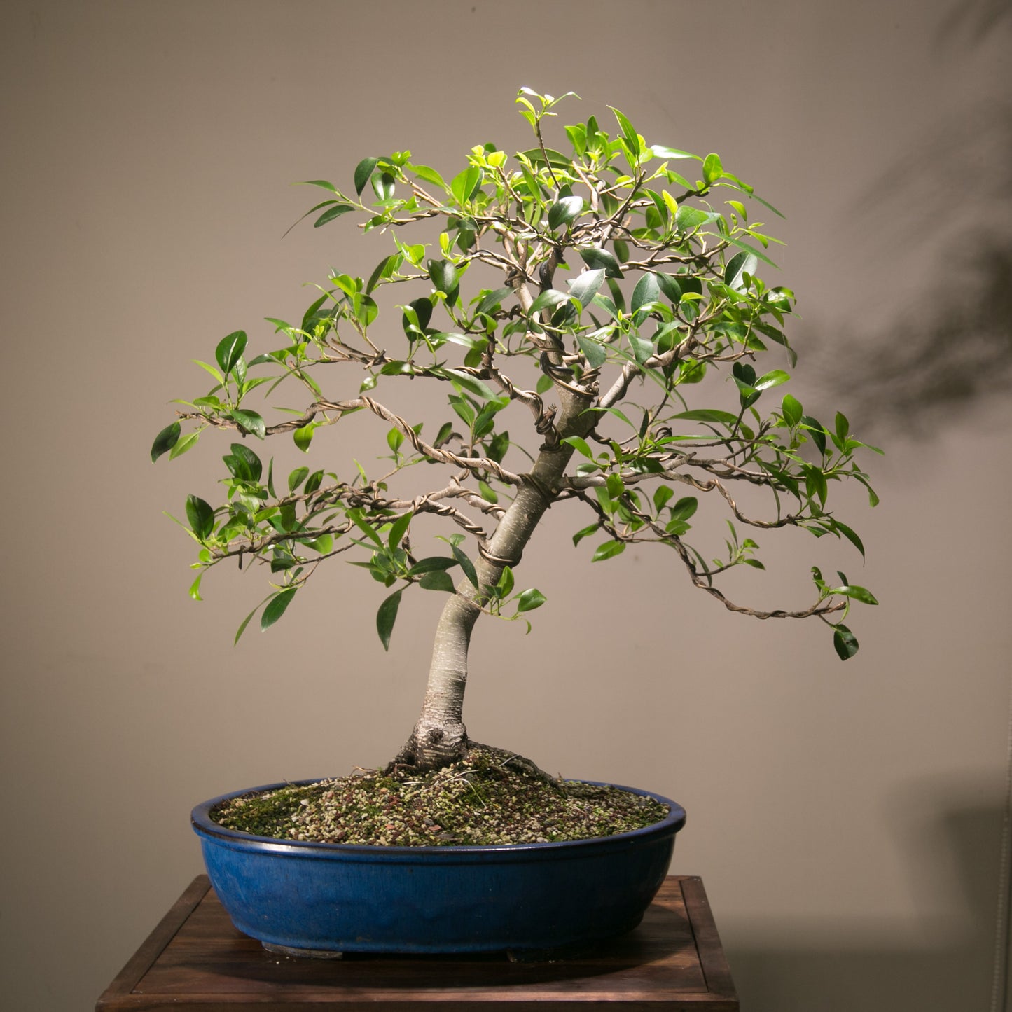 Large Ficus Bonsai (LF001)