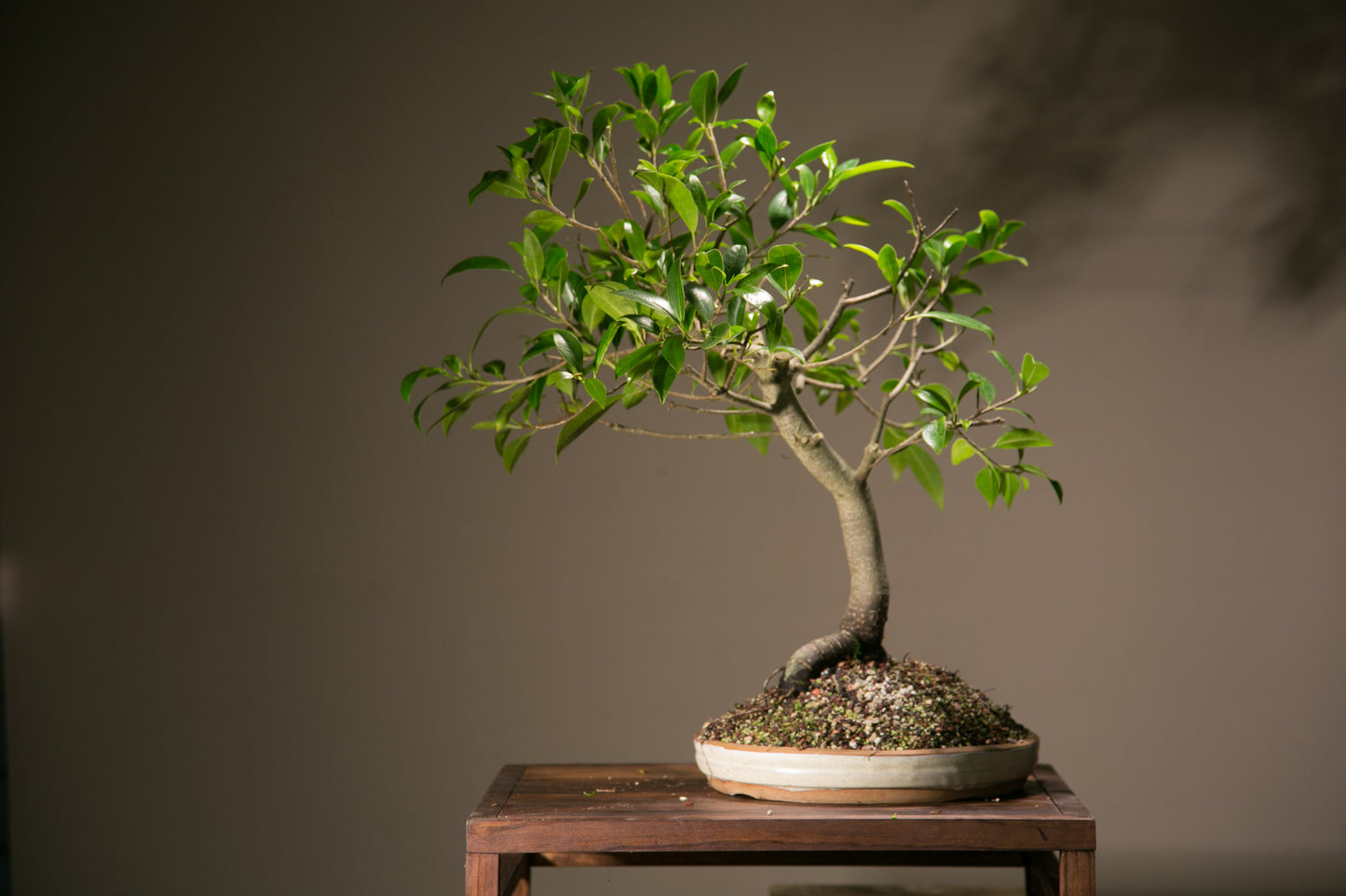 Large Ficus Bonsai (LF012)