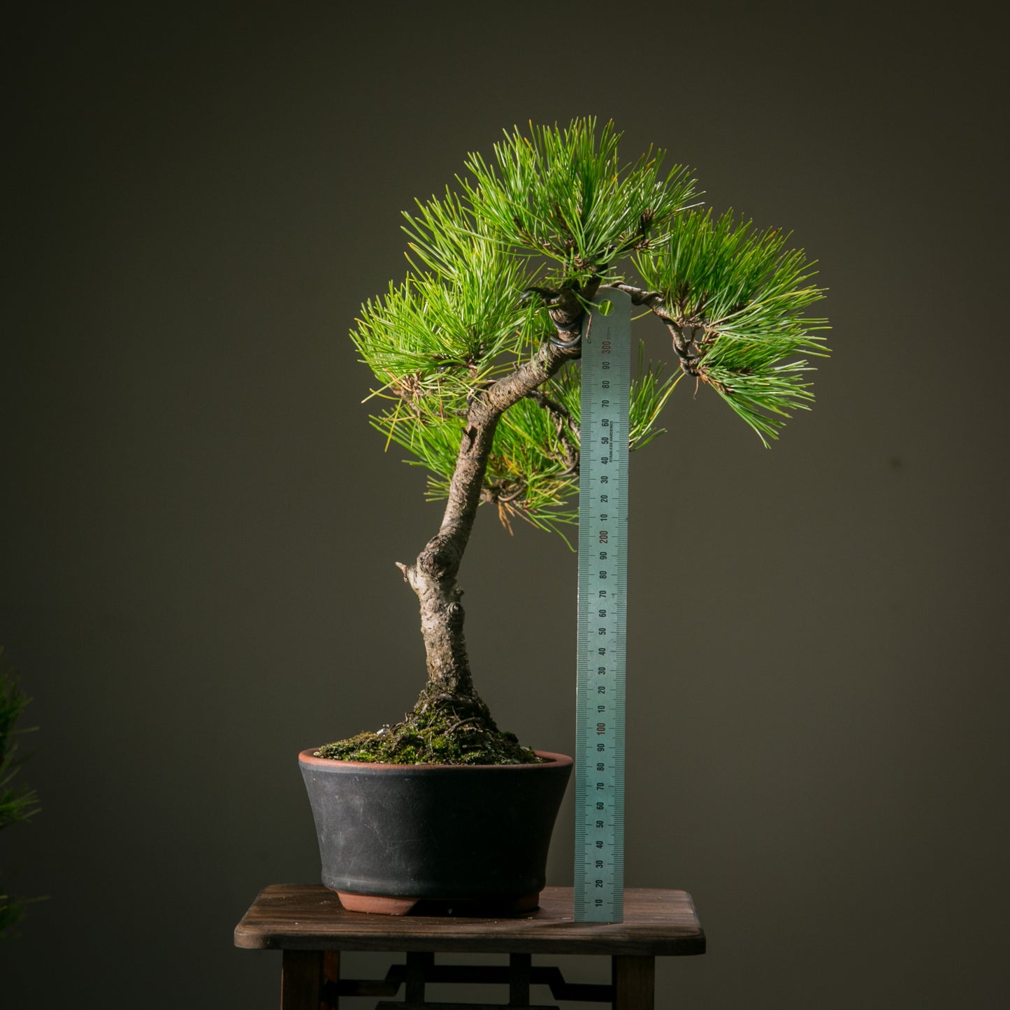 Japanese Red Pine (JRP006)