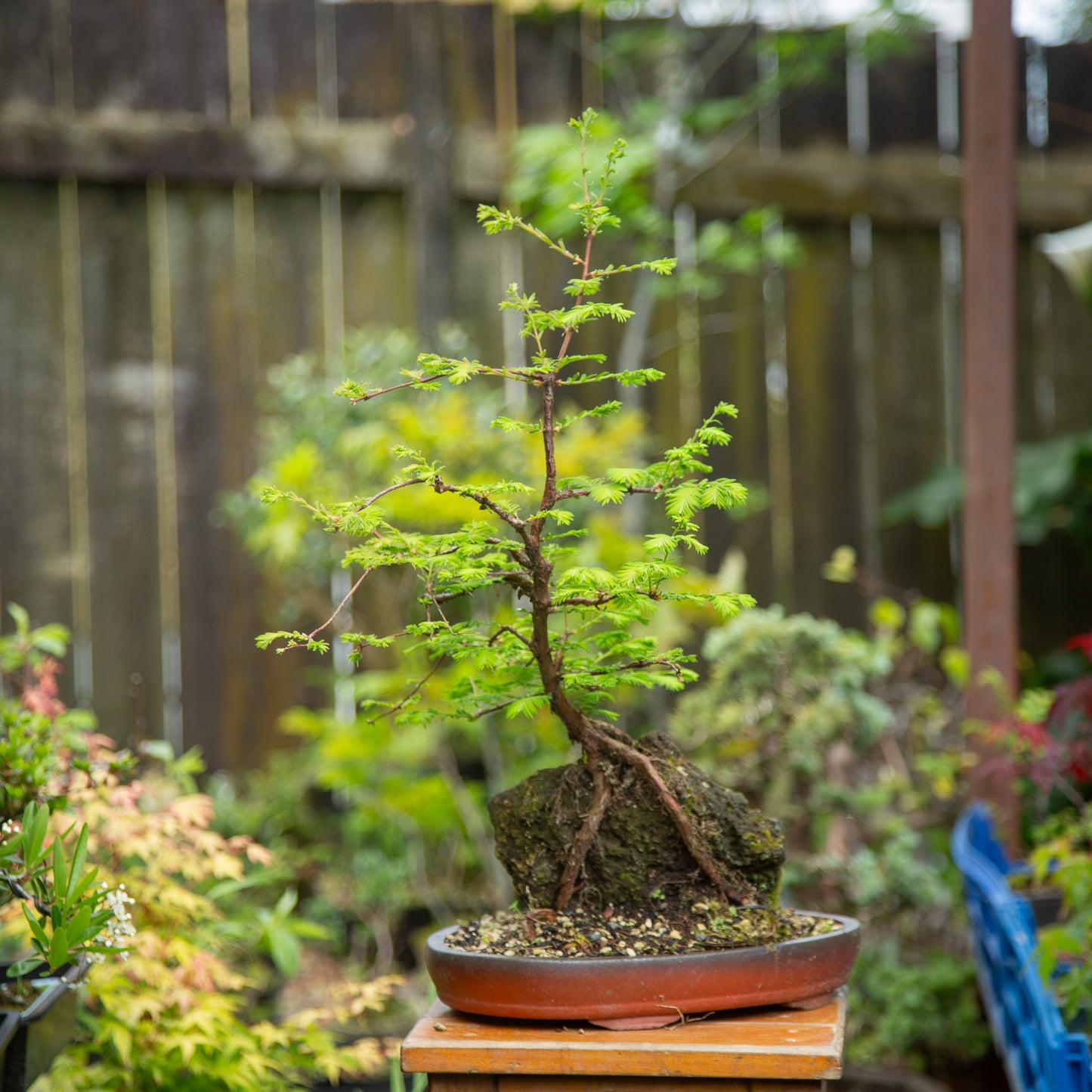 Root over rock Dawn Redwood (RDR001)