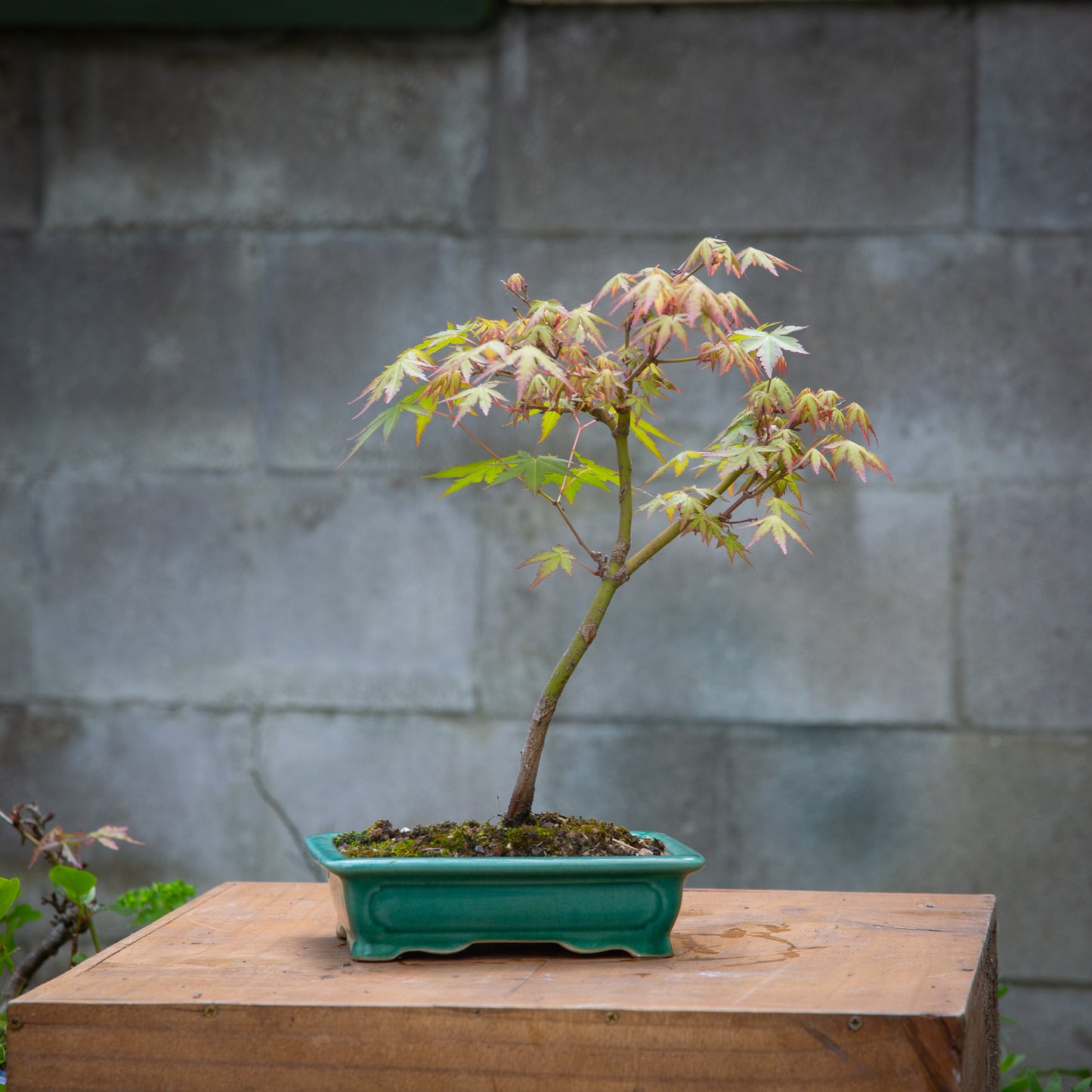 Small maple bonsai (SMB006)
