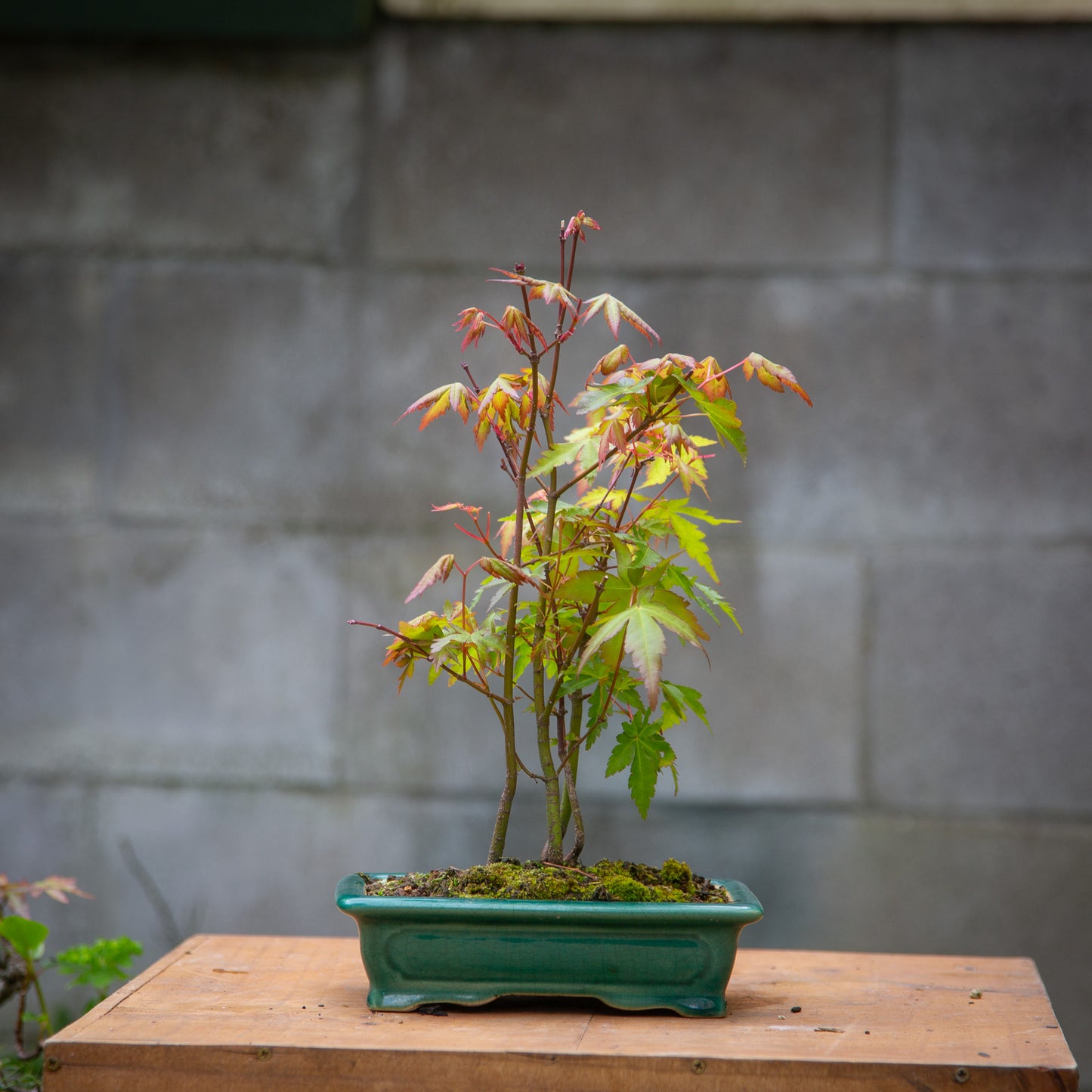 Small maple bonsai (SMB002)