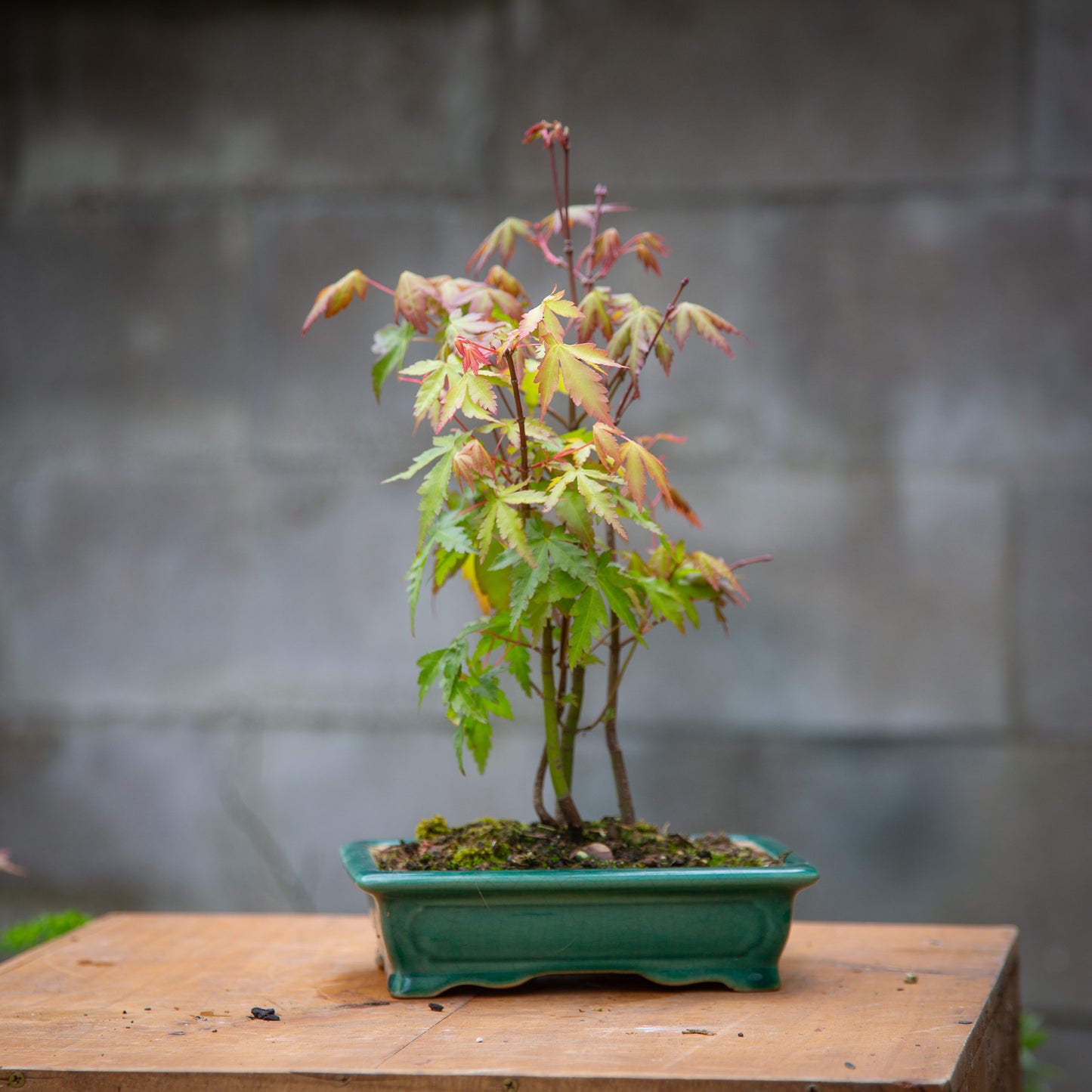 Small maple bonsai (SMB002)