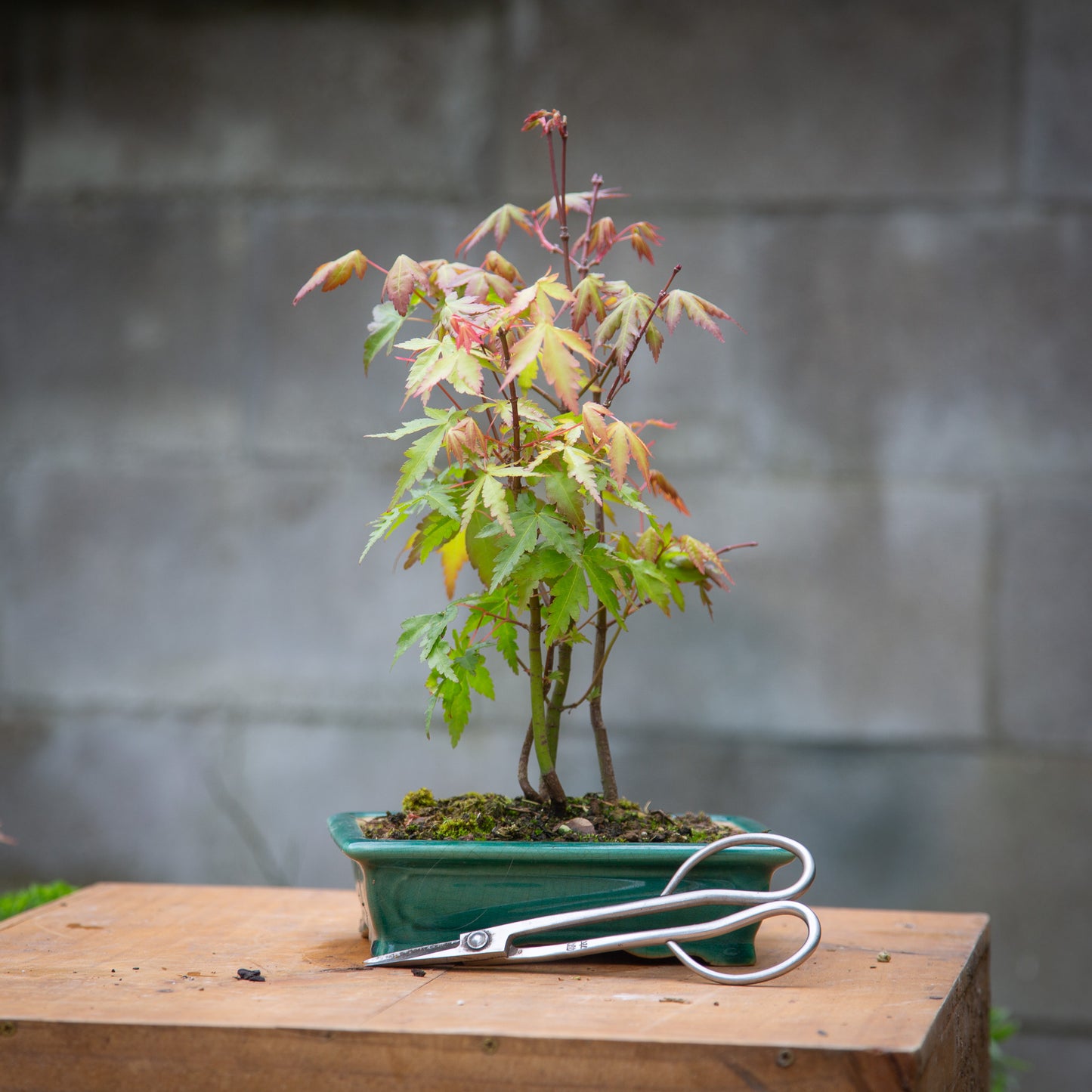 Small maple bonsai (SMB002)