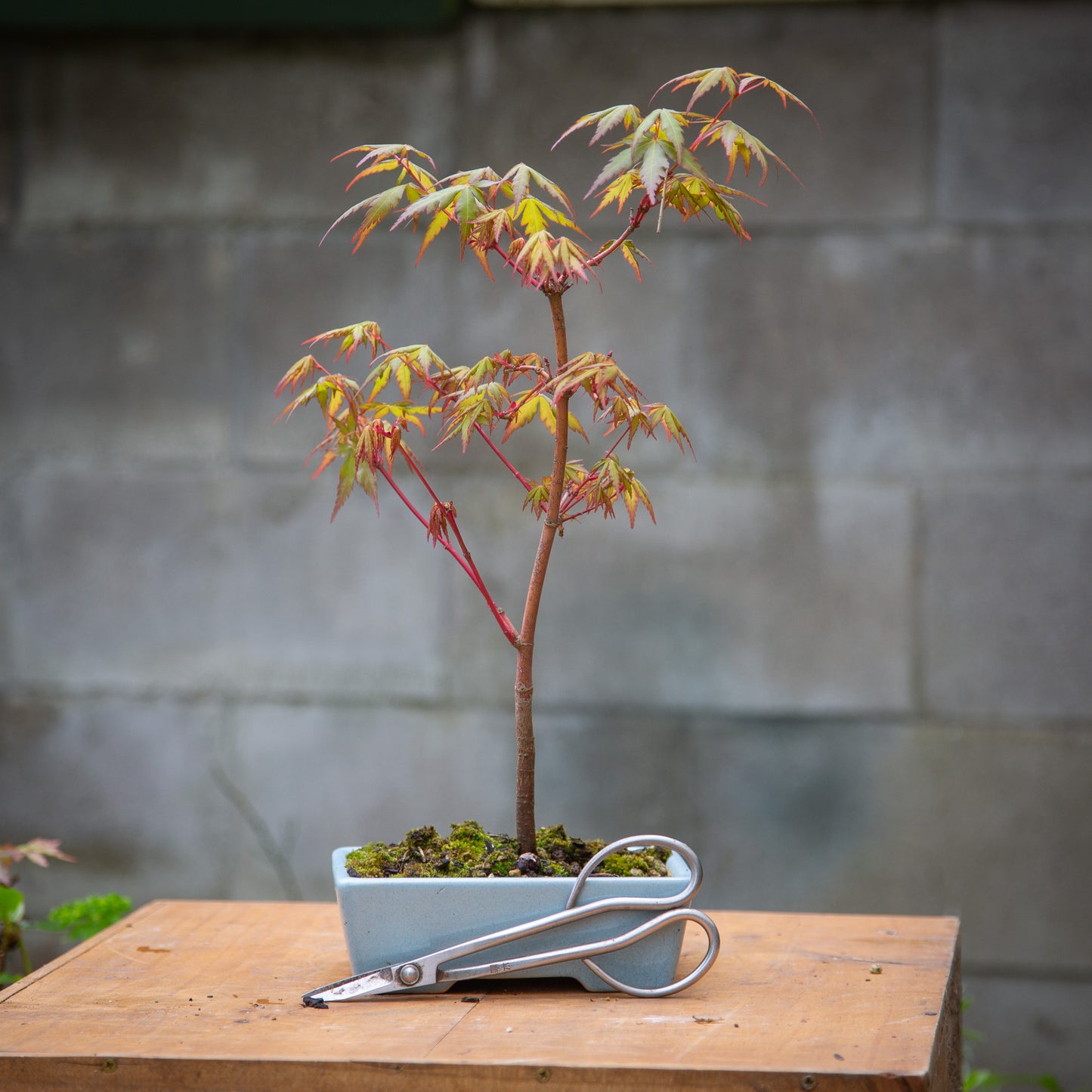 Small maple bonsai (SMB001)