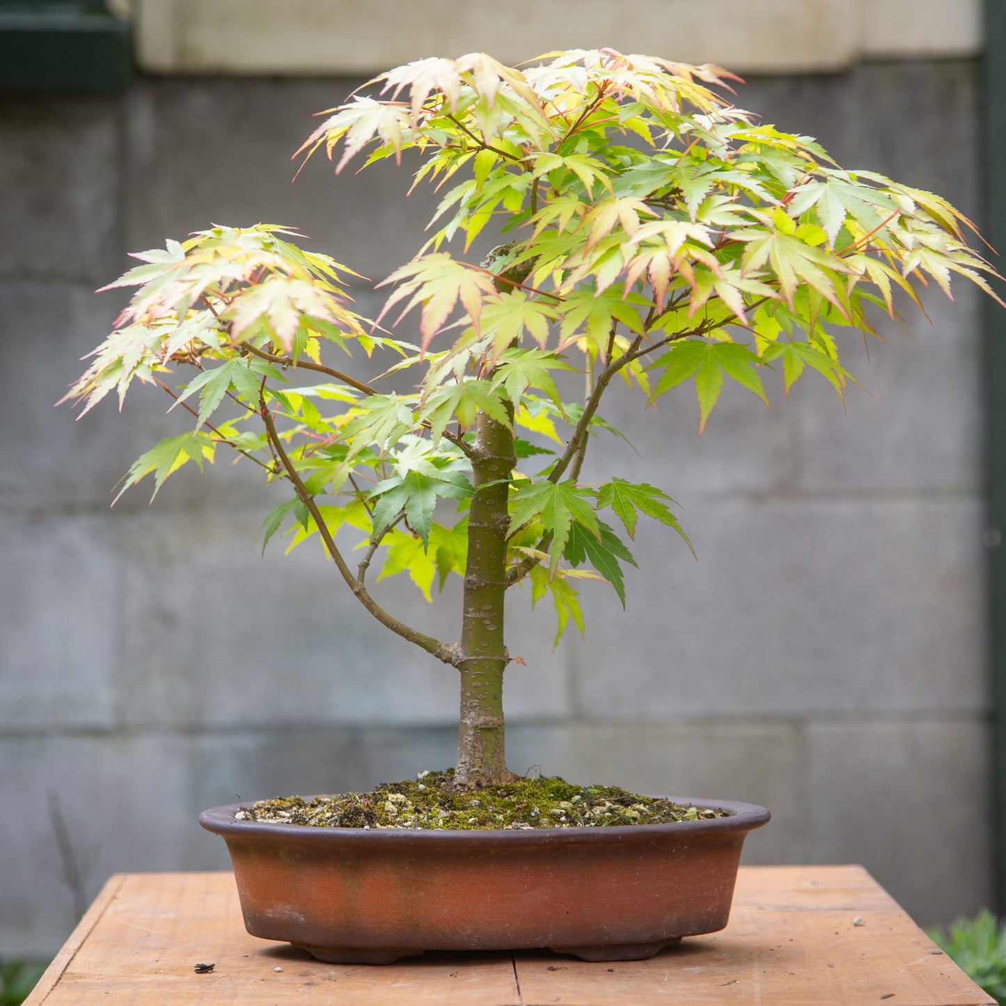 Medium Maple Bonsai (MMB001)