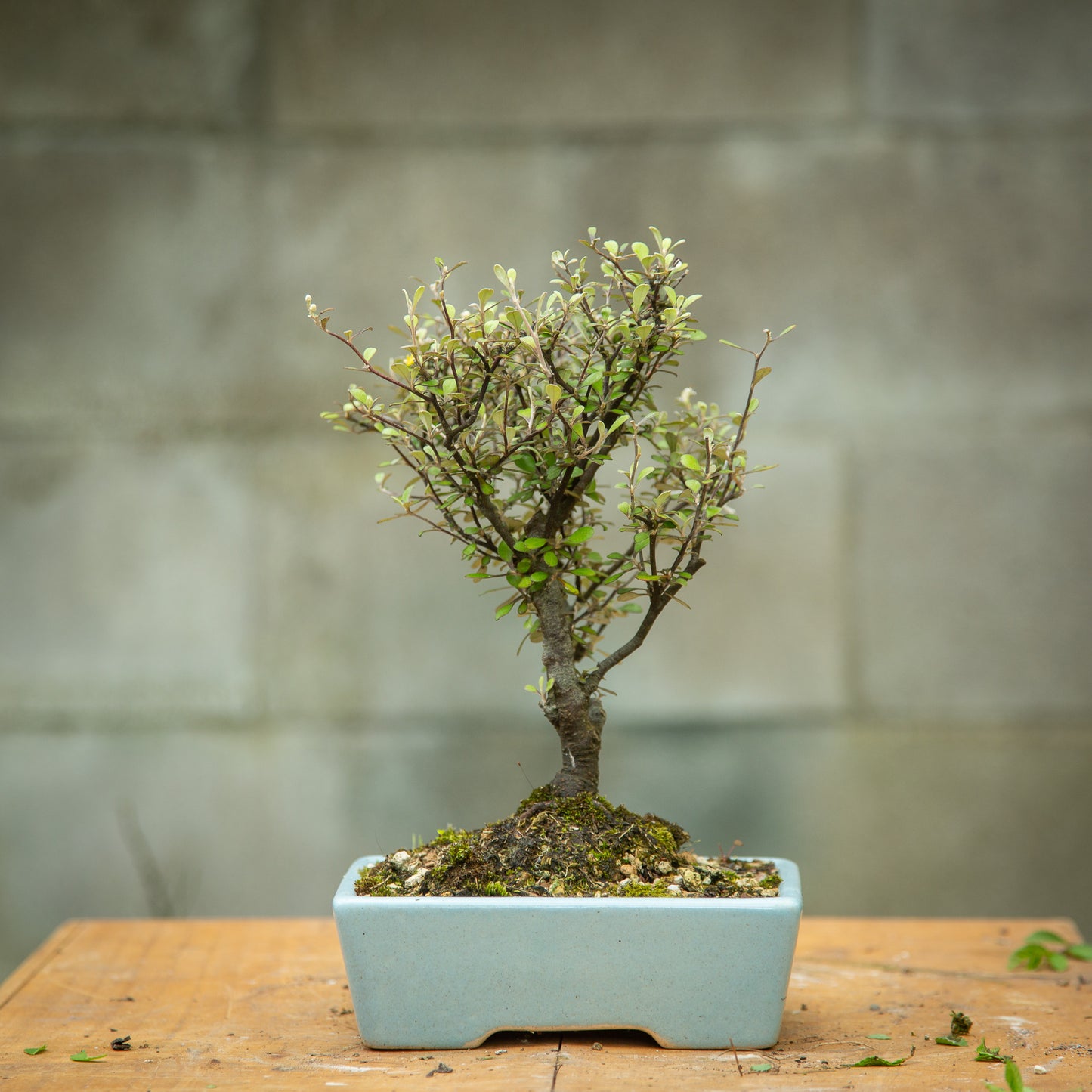 Native Corokia Bonsai (CB002)