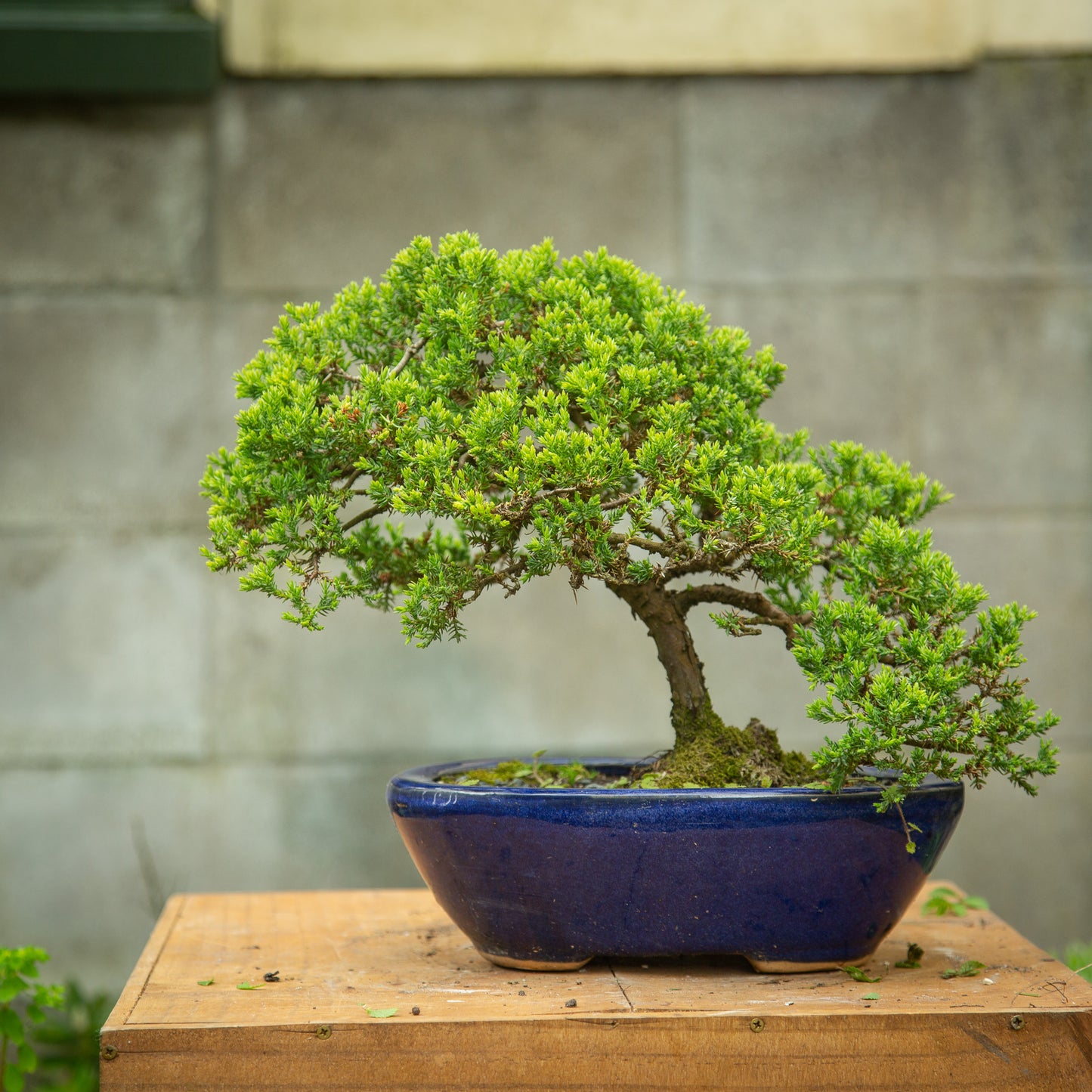 Juniper Bonsai