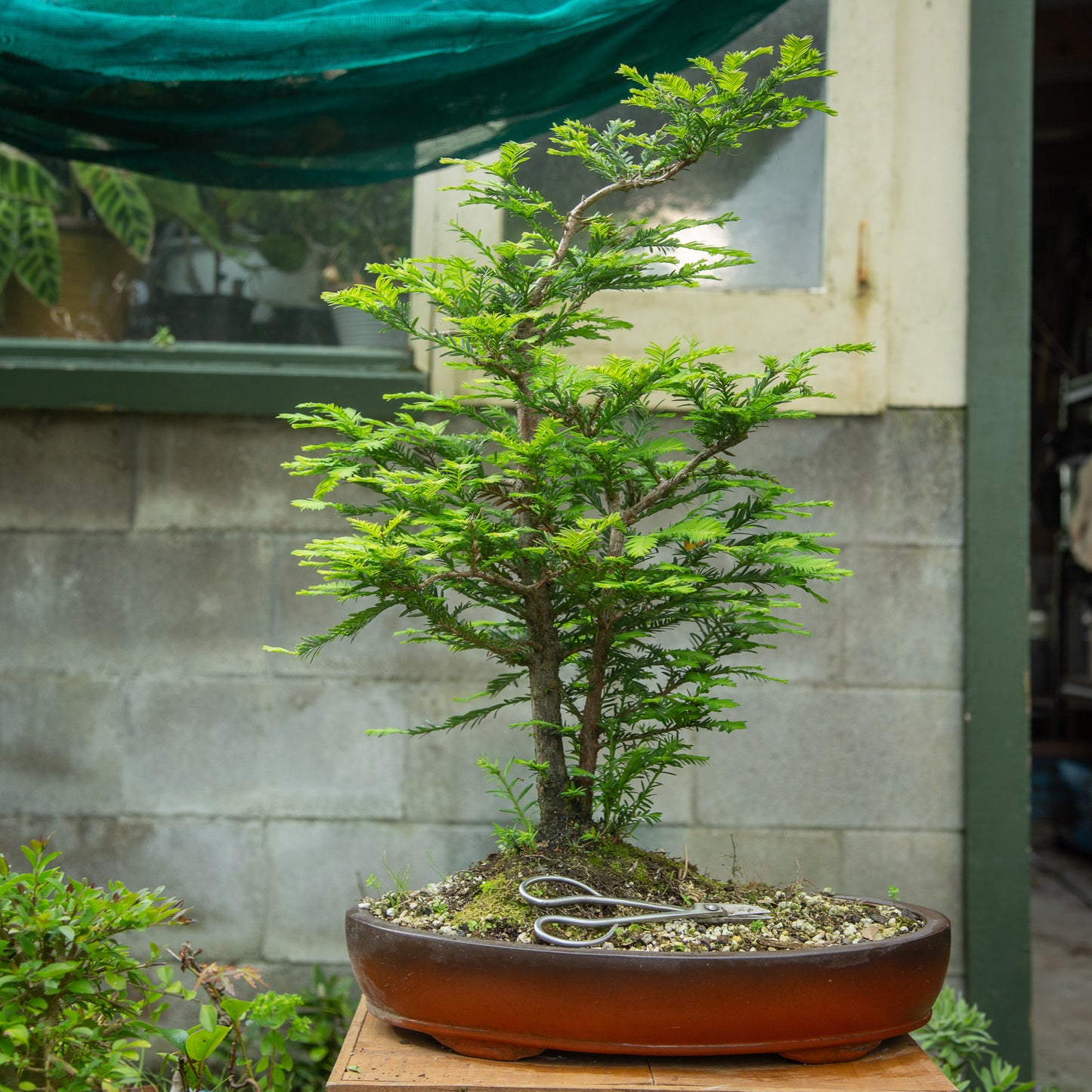 Large Redwood Twin Trunk (RB001)