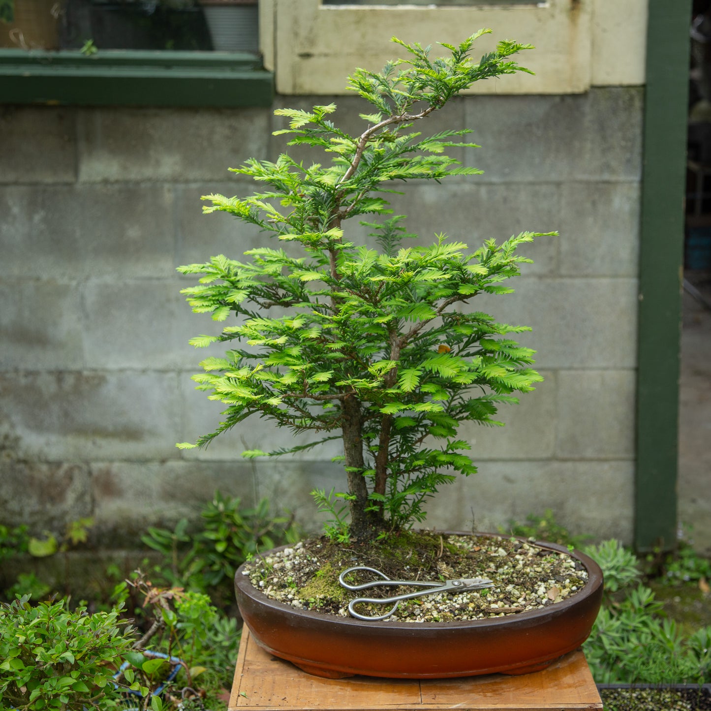 Large Redwood Twin Trunk (RB001)