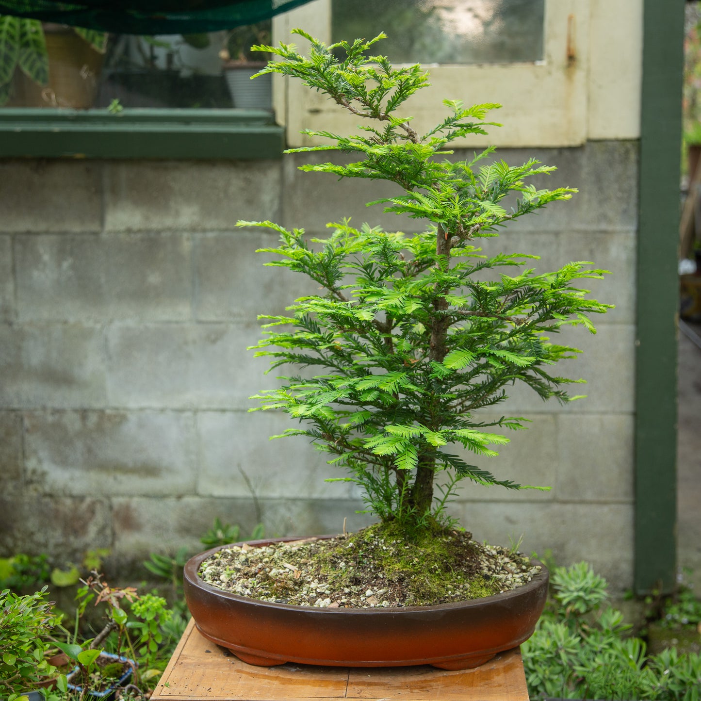 Large Redwood Twin Trunk (RB001)