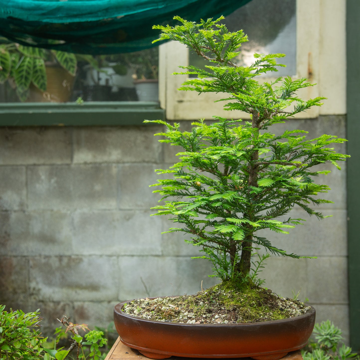 Large Redwood Twin Trunk (RB001)