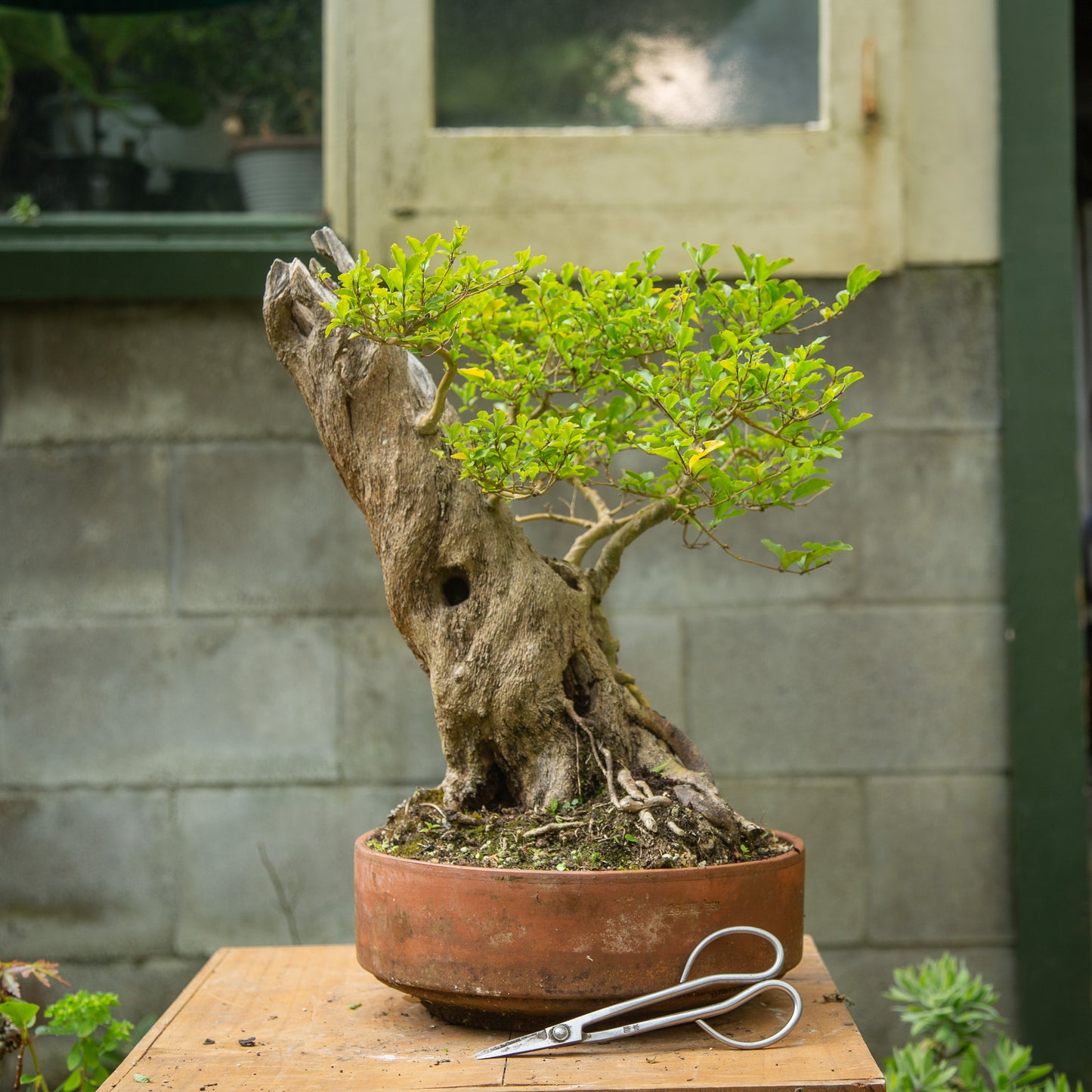 Gnarly Privet Bonsai (PB002)