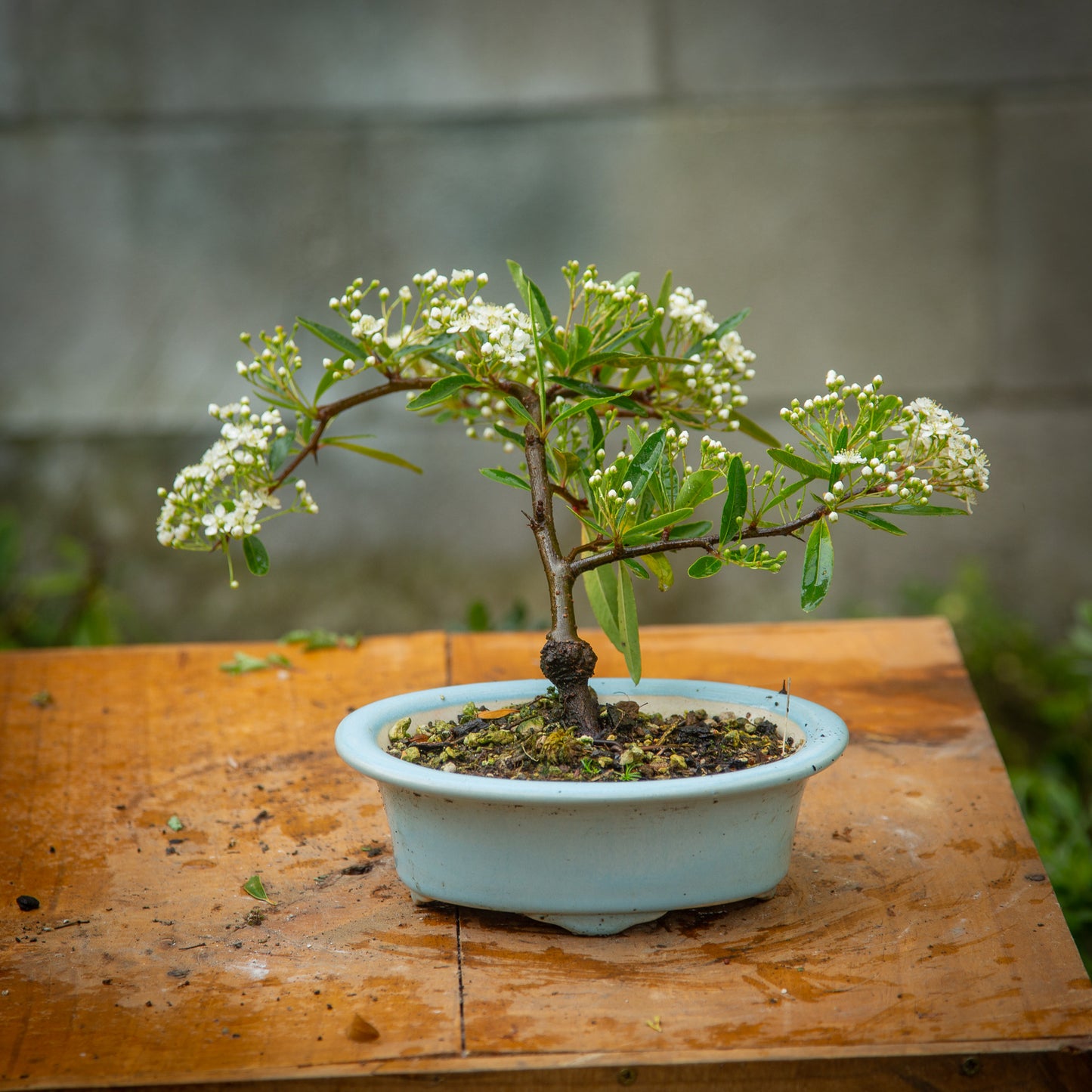 Pyracantha Bonsai (PB004)