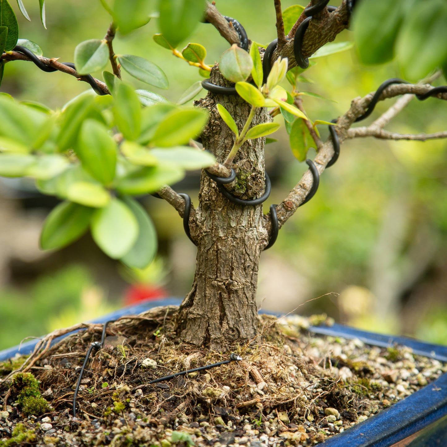 Large Pōhutukawa Bonsai (LP001)