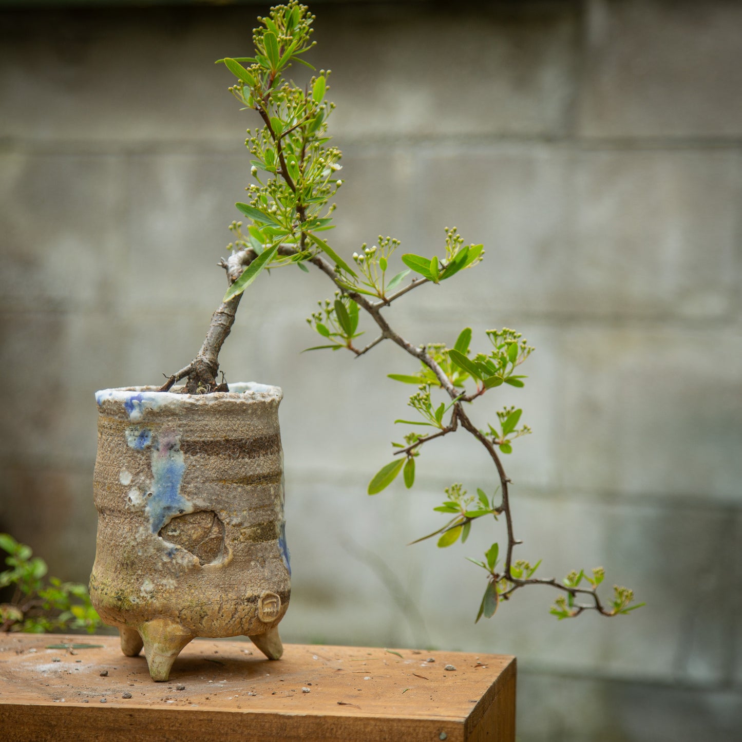 Semi-Cascade Pyracantha Bonsai (PB007)