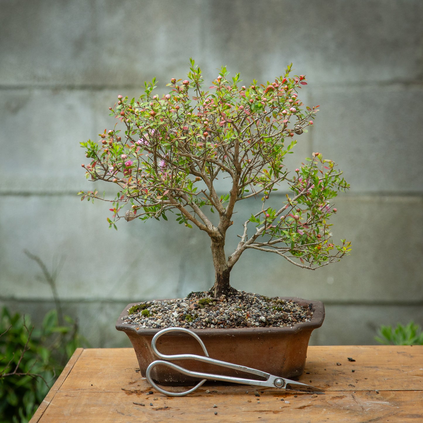 Mānuka Bonsai (MB003)
