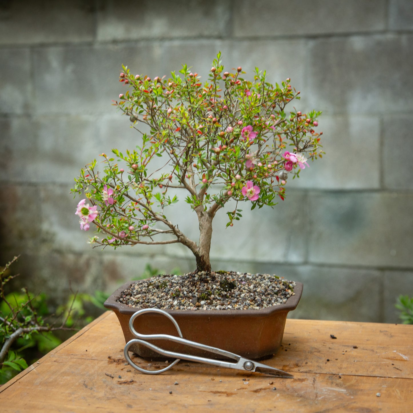 Mānuka Bonsai (MB003)