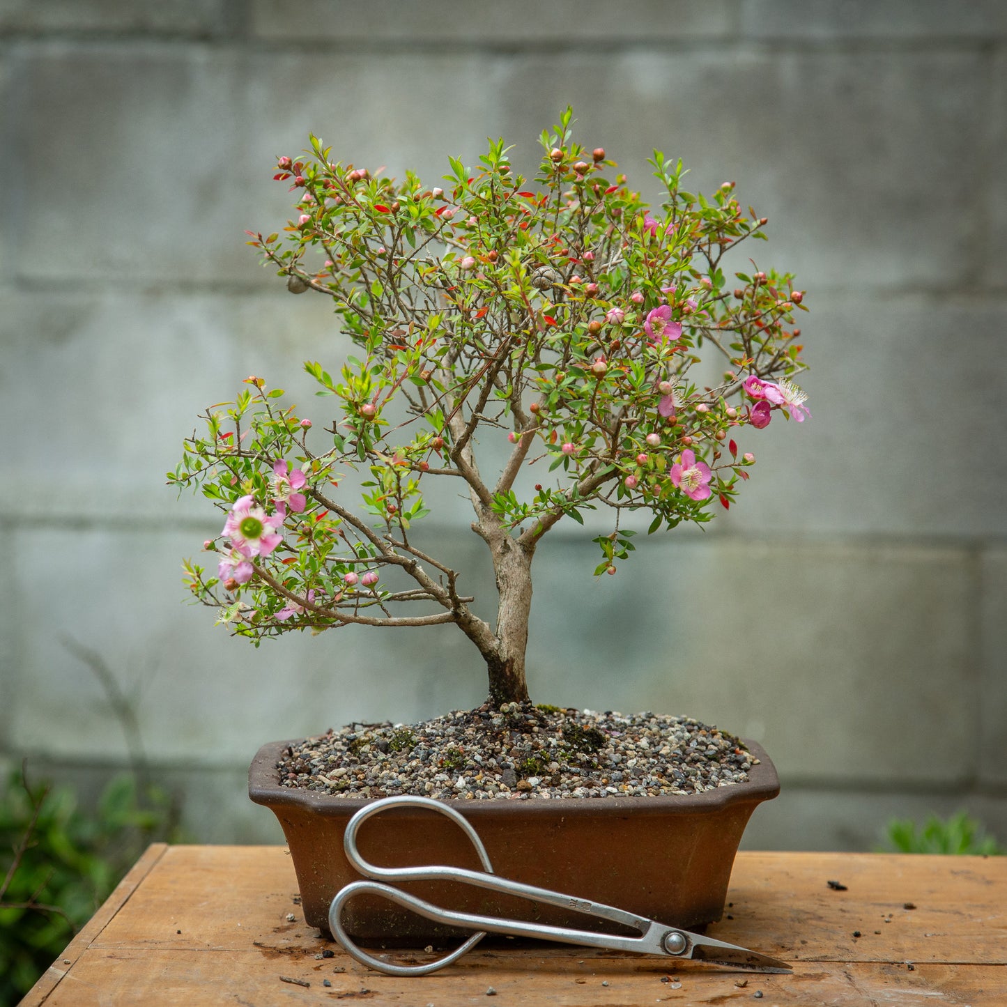 Mānuka Bonsai (MB003)