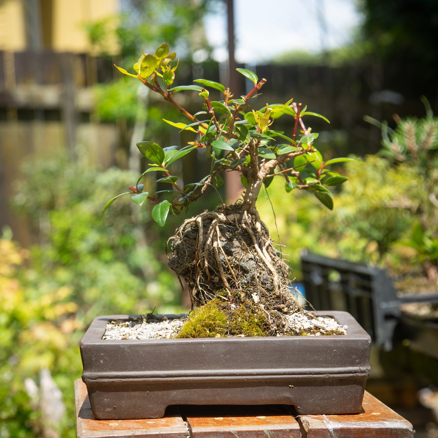 Root over rock Pōhutukawa Bonsai (RRP004)