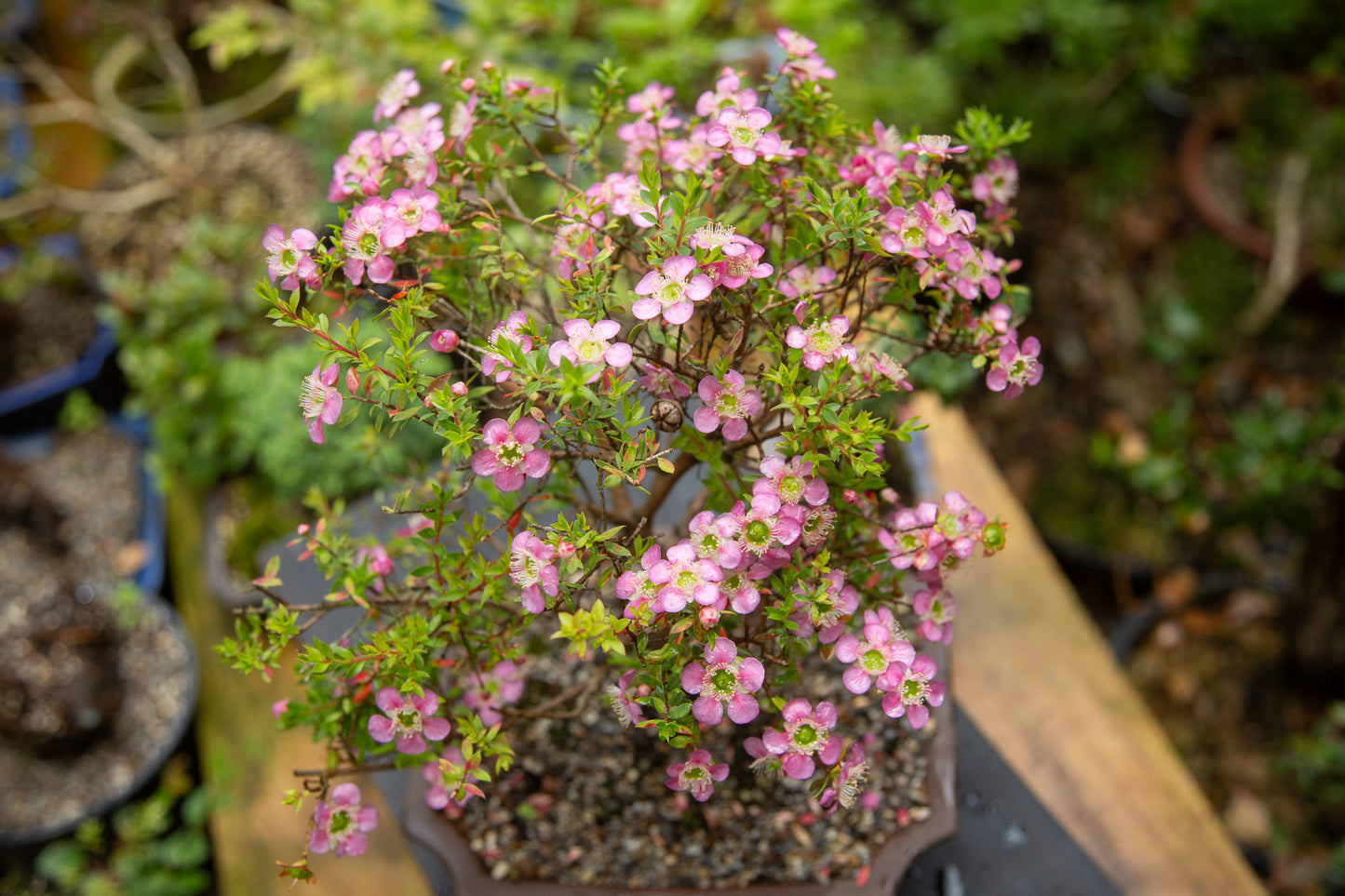 Mānuka Bonsai (MB003)