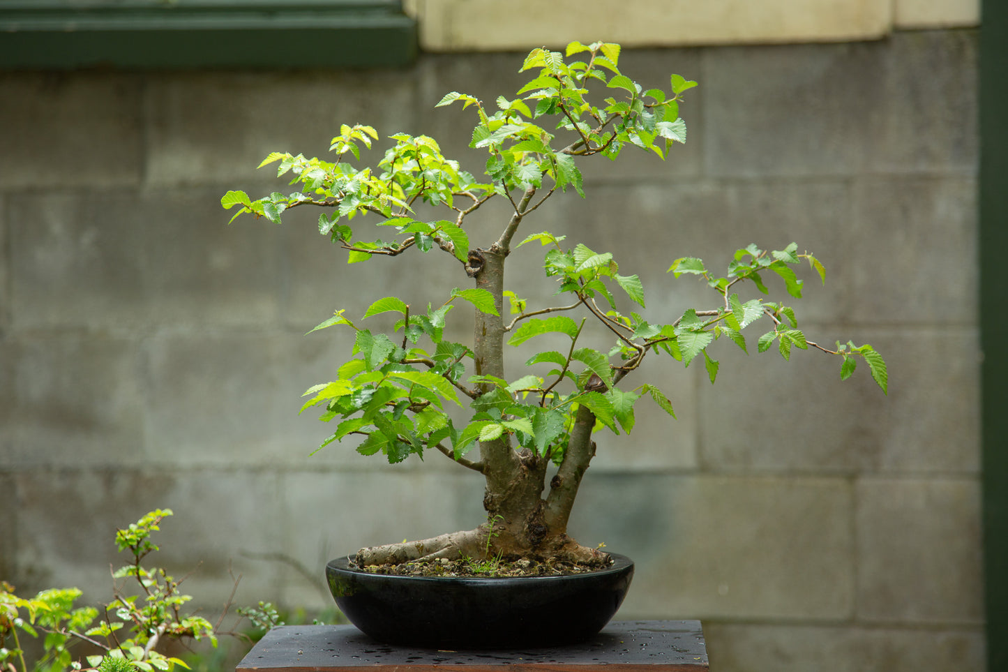 Large English Elm (EE001)