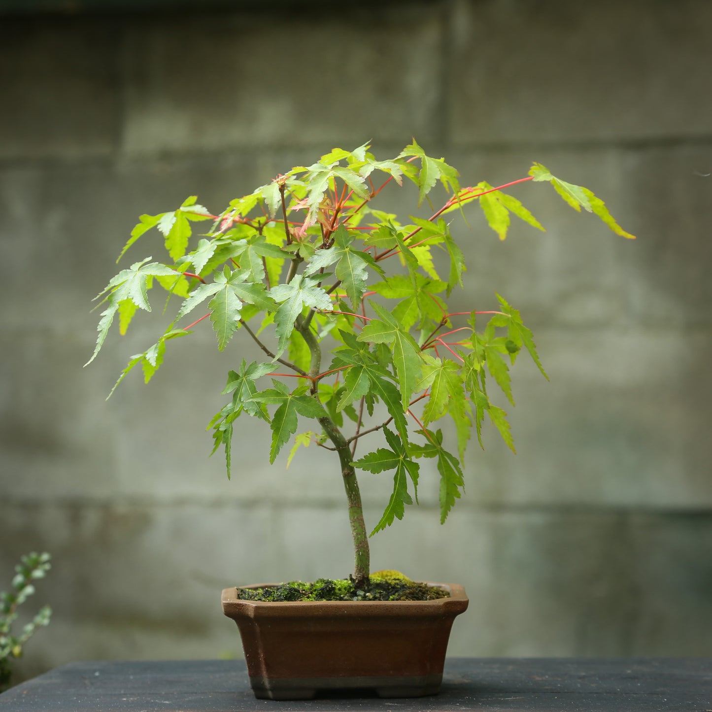 Small maple bonsai (SMB008)