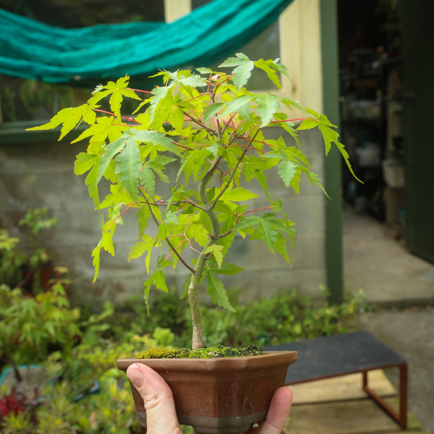 Small maple bonsai (SMB008)