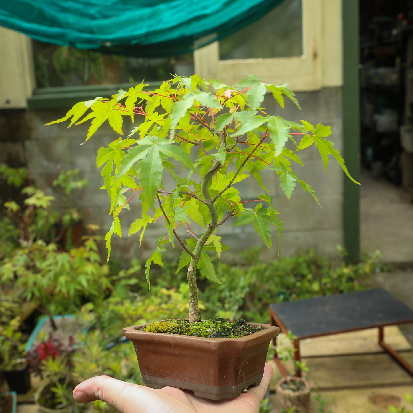 Small maple bonsai (SMB008)