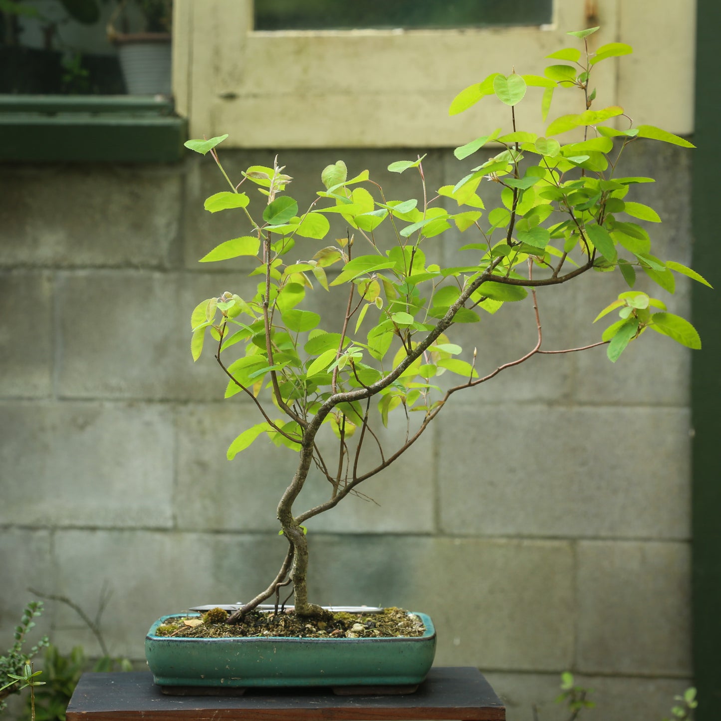 Deciduous yamadori (DE001)
